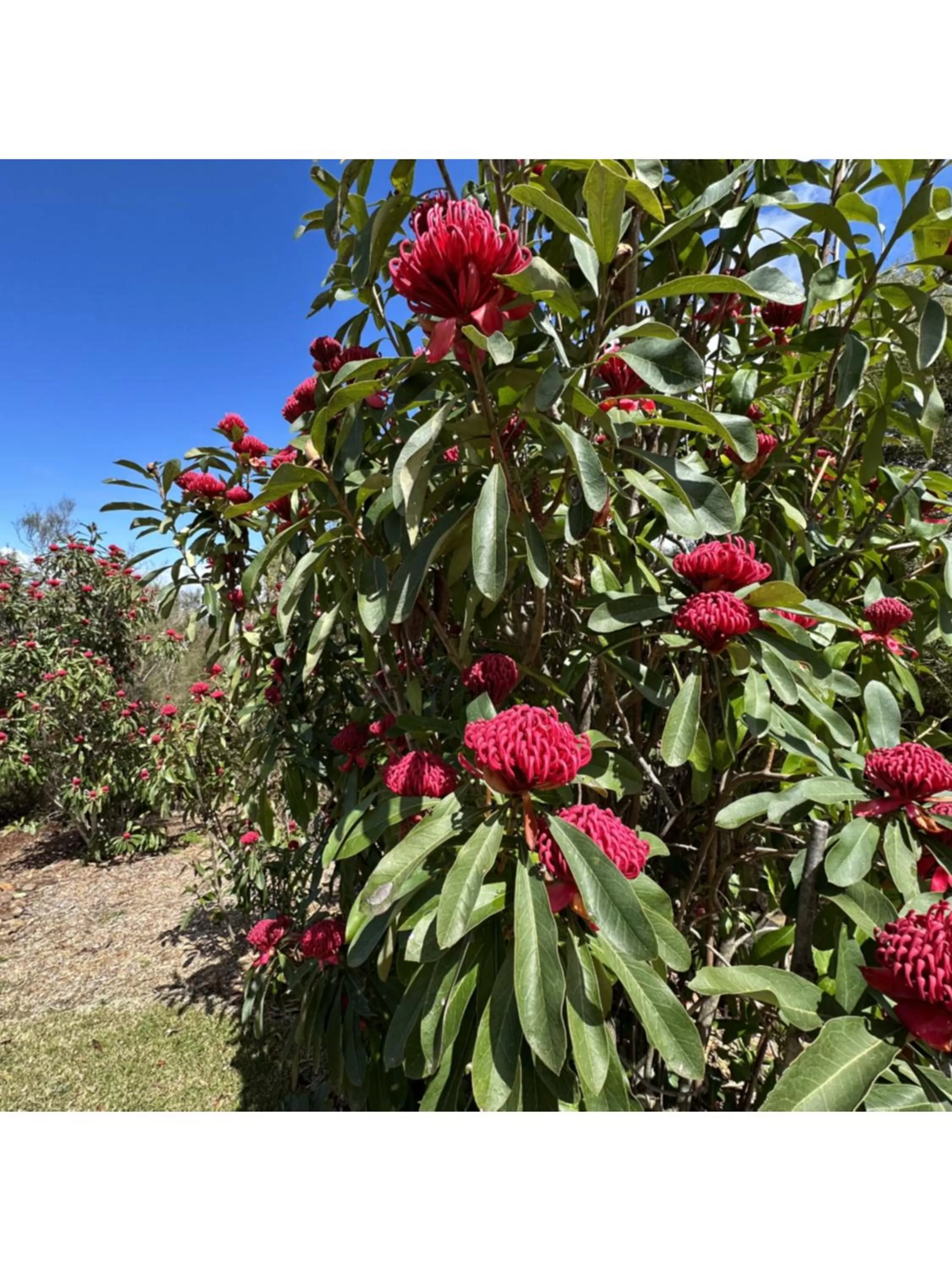 Garden in Valley of the Waters B&B