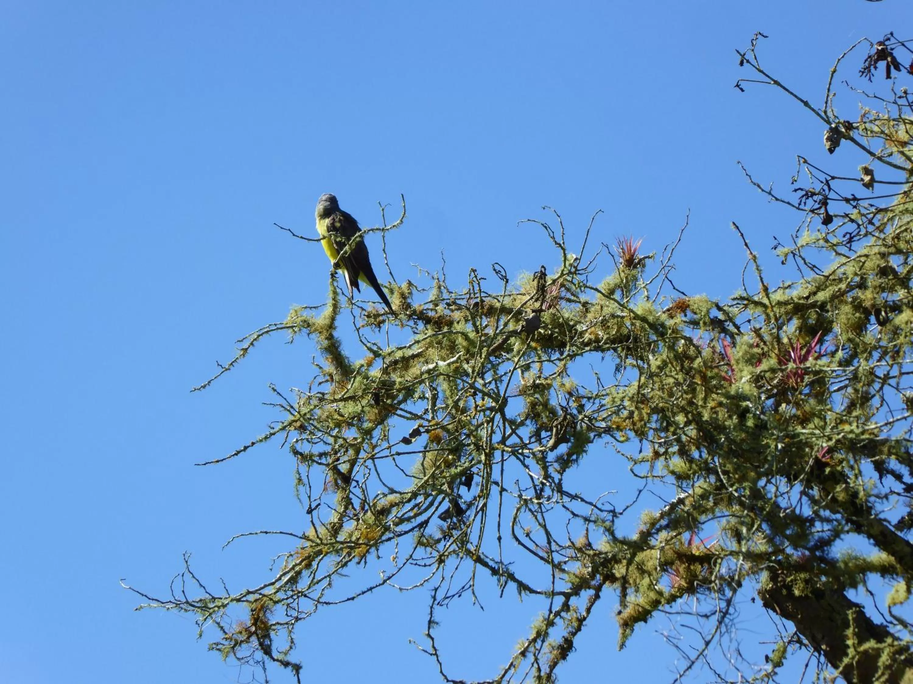 Animals, Natural Landscape in Finca El Cielo