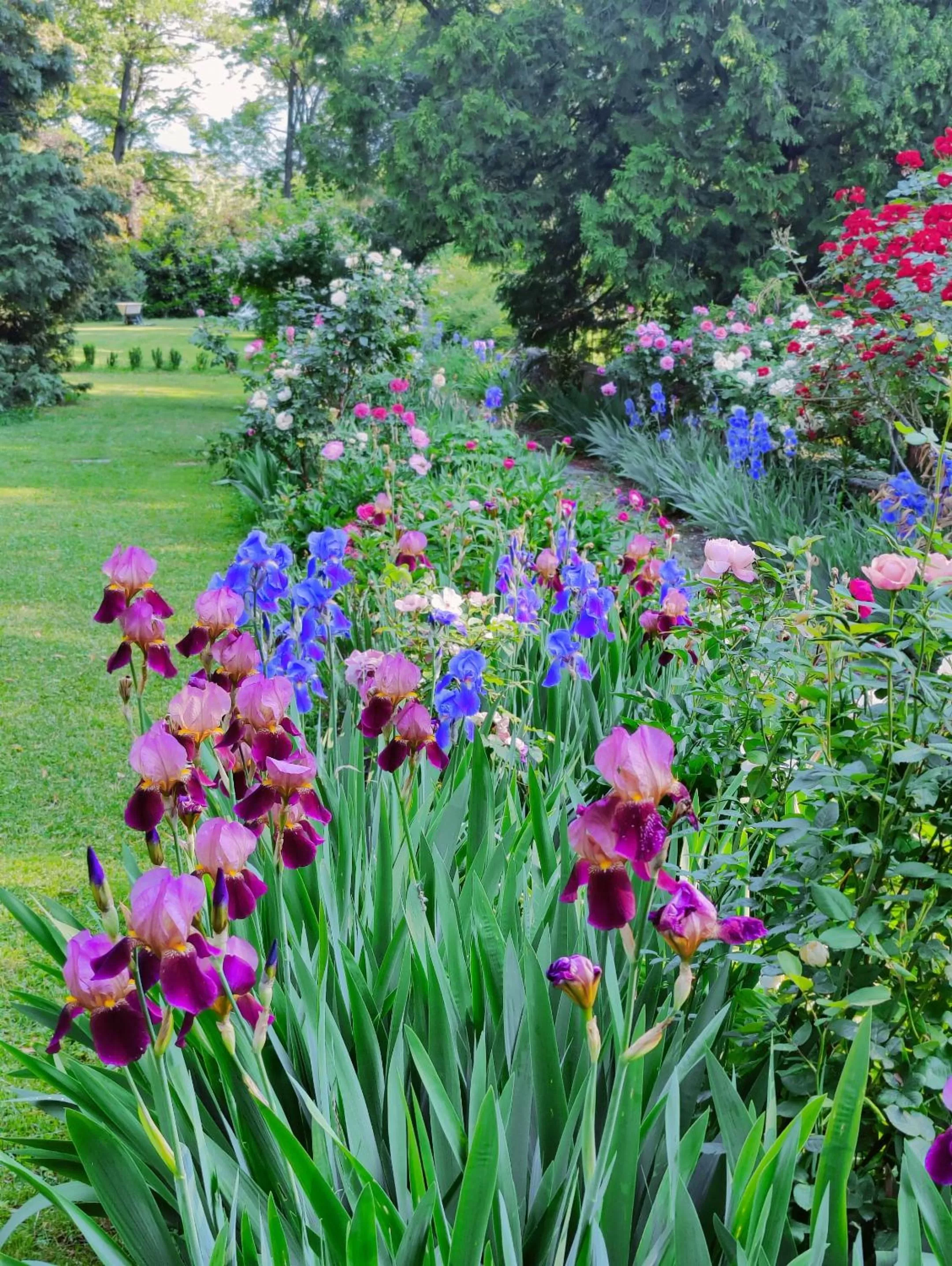 Garden in Dandelion Como Suites & Park