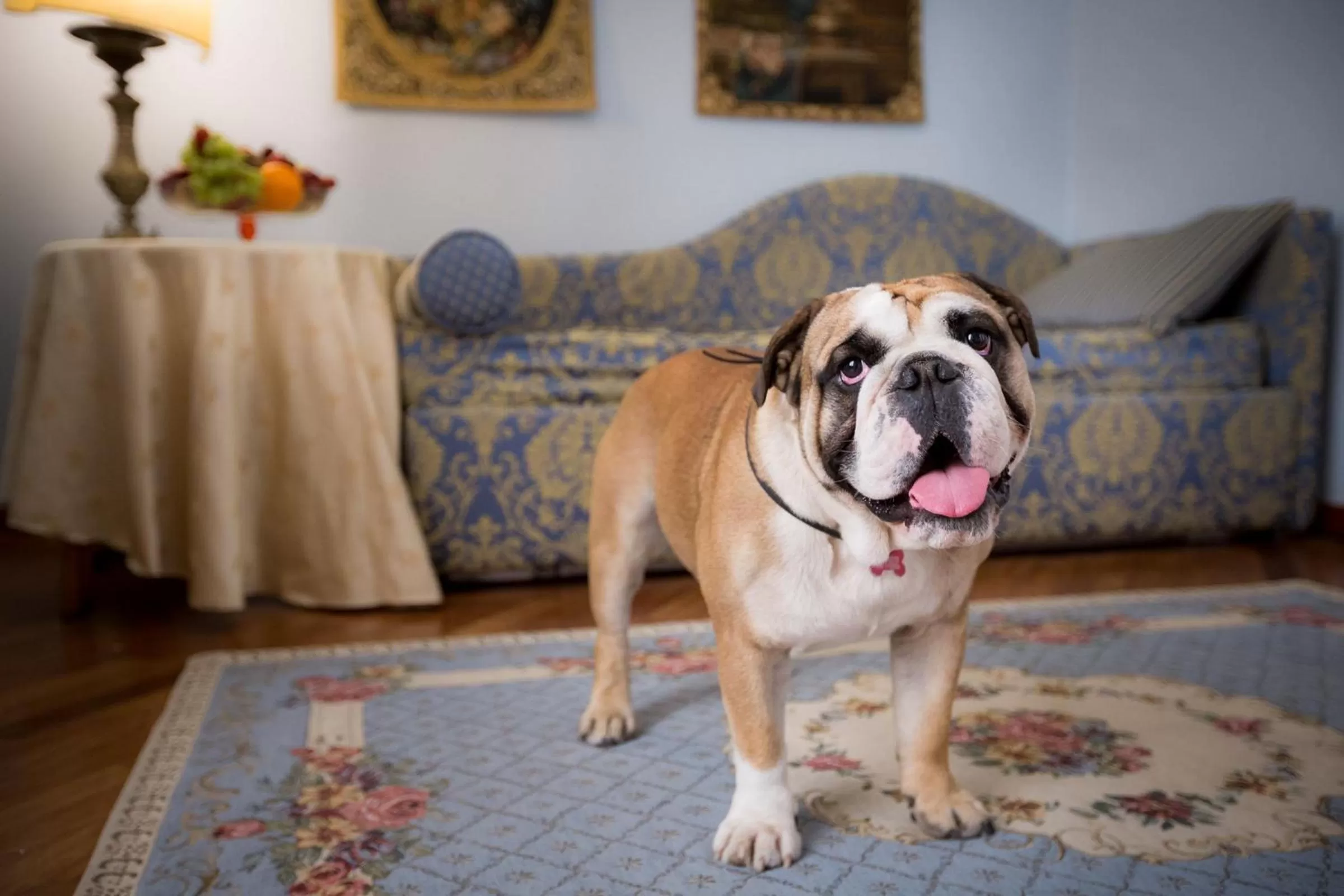 Pets in Hotel Torre Guelfa Palazzo Acciaiuoli