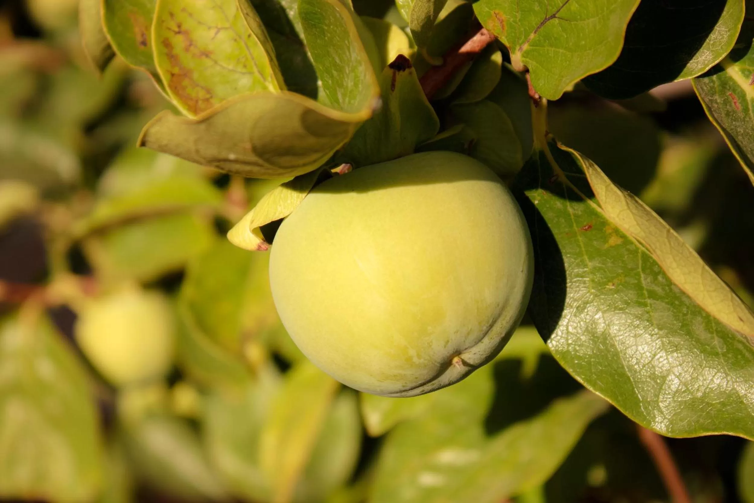 Garden in Villa Ruberto