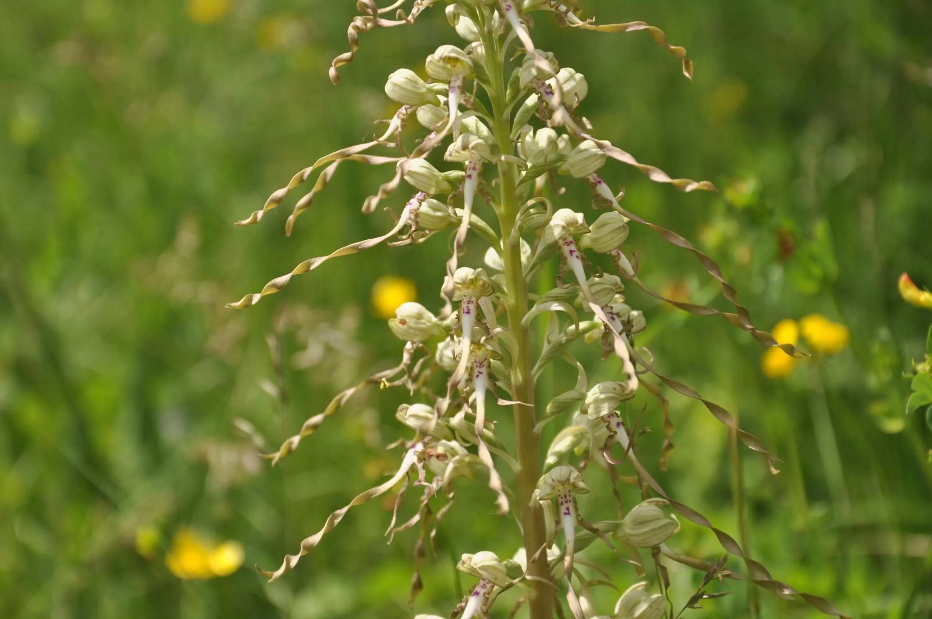 Area and facilities in Hotel Haus Orchideental Jena