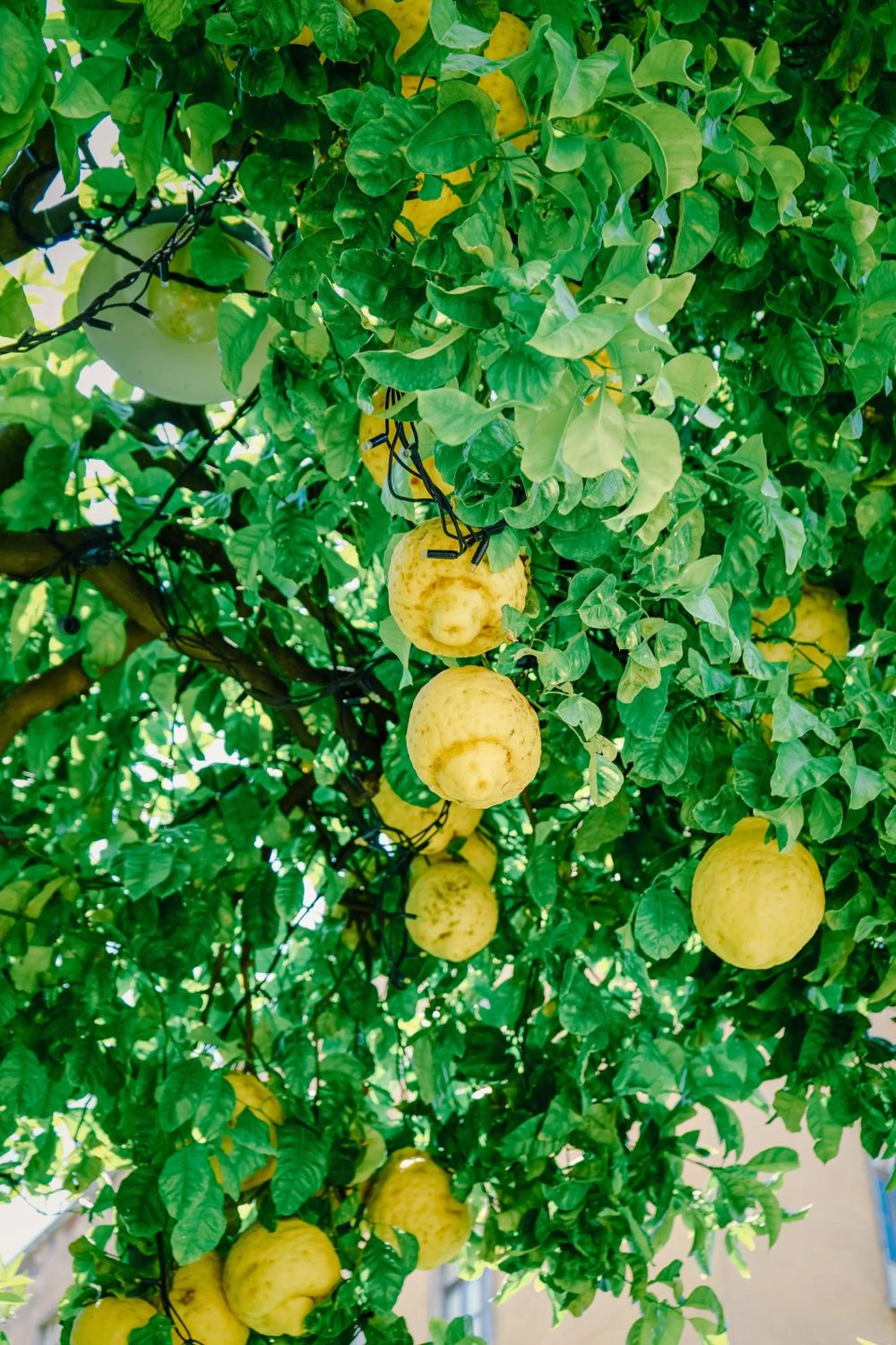 Spring in Hotel Forum