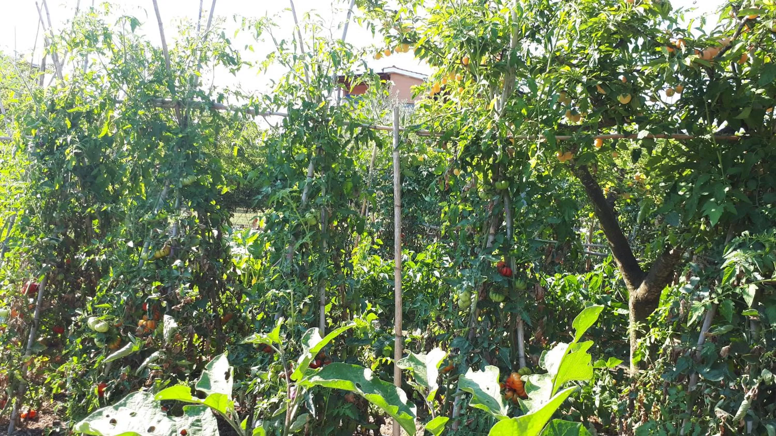 Garden in B&B Il Giardino di Gabri