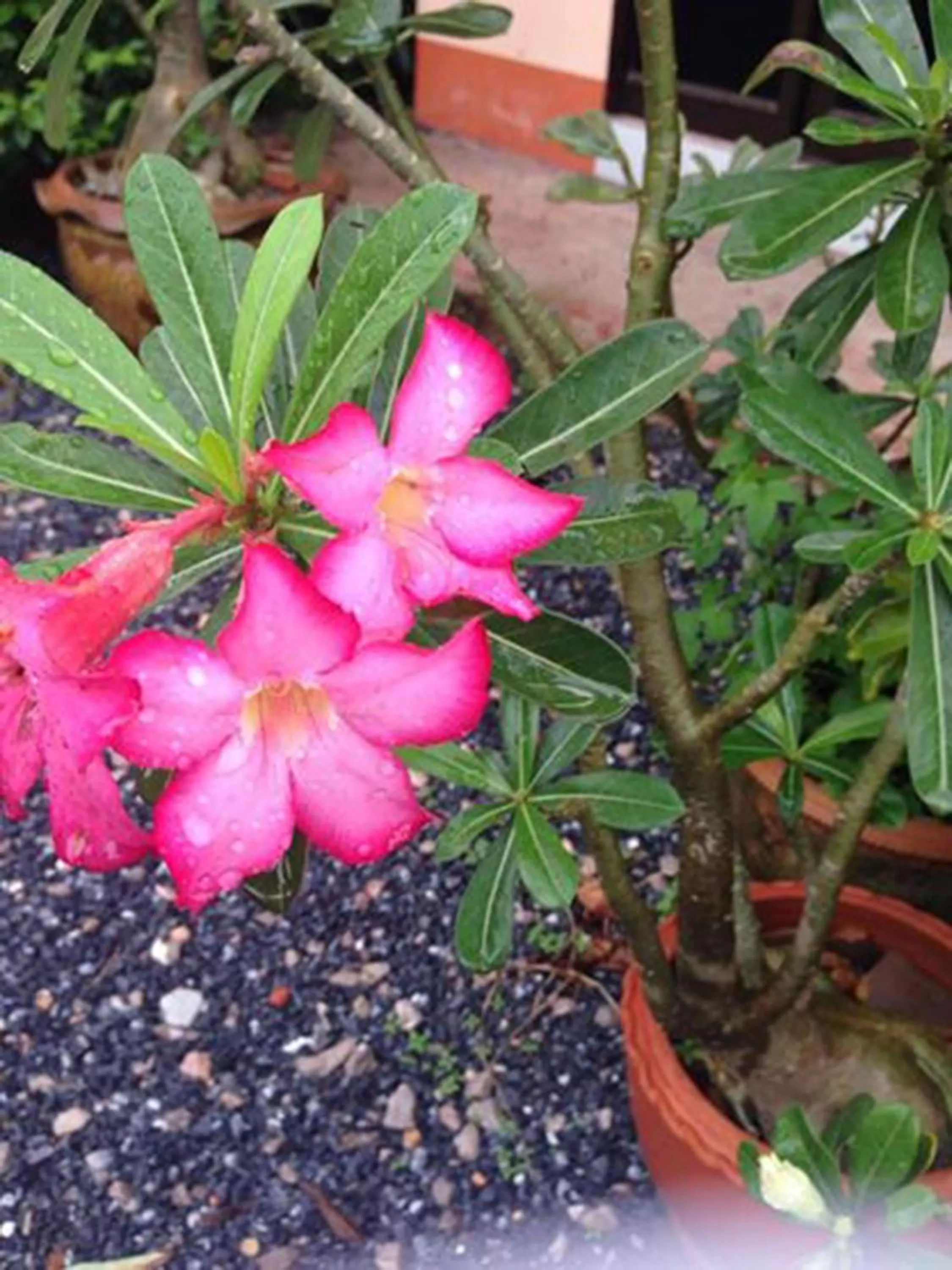 On site in Chuanchom Resort