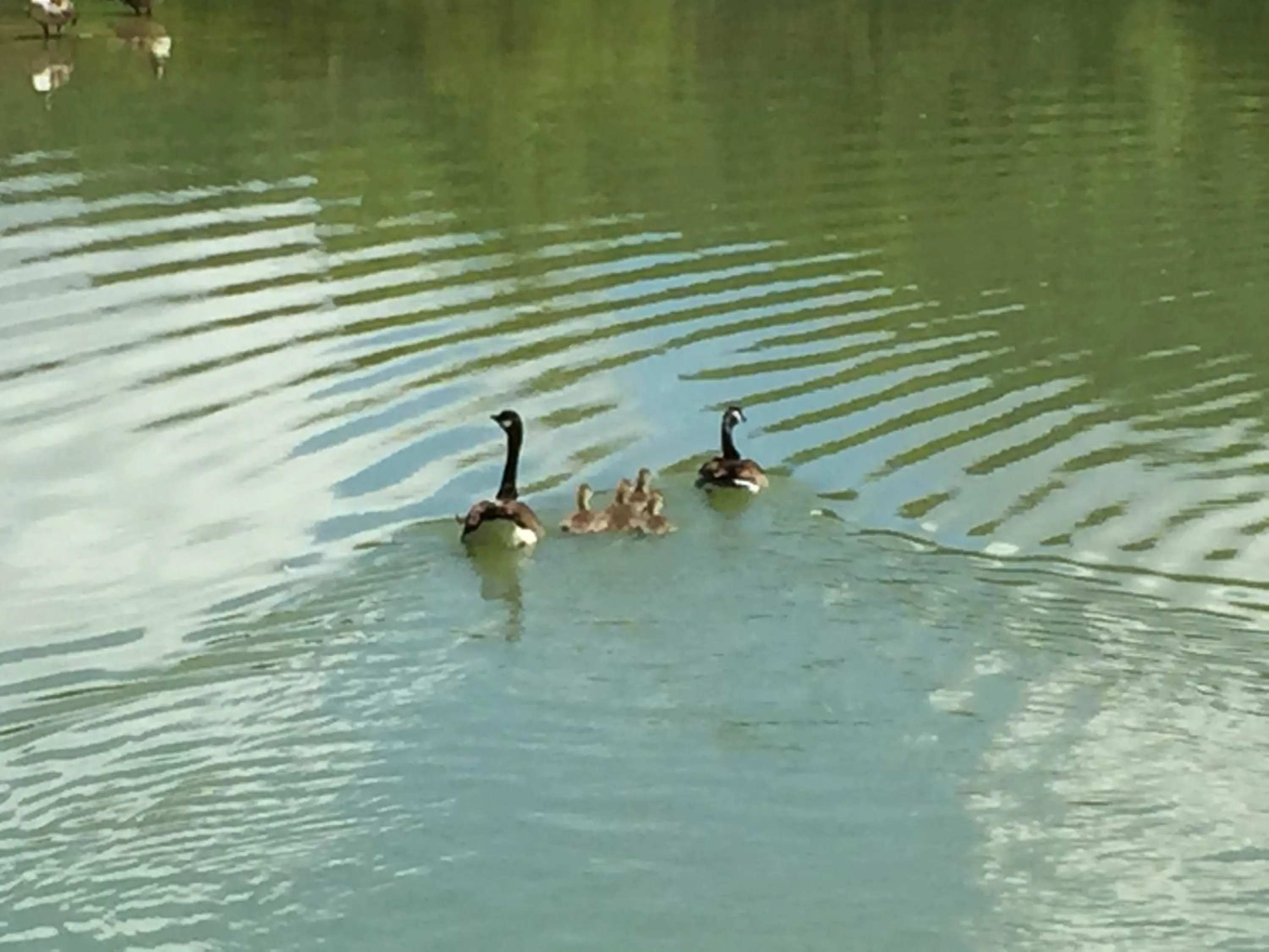 Animals in Relais Todini - Residenza d'epoca - Luxury Historic house