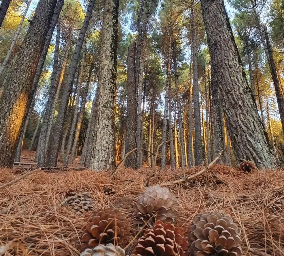 Natural Landscape in TAZEKKA PARC HOTEL