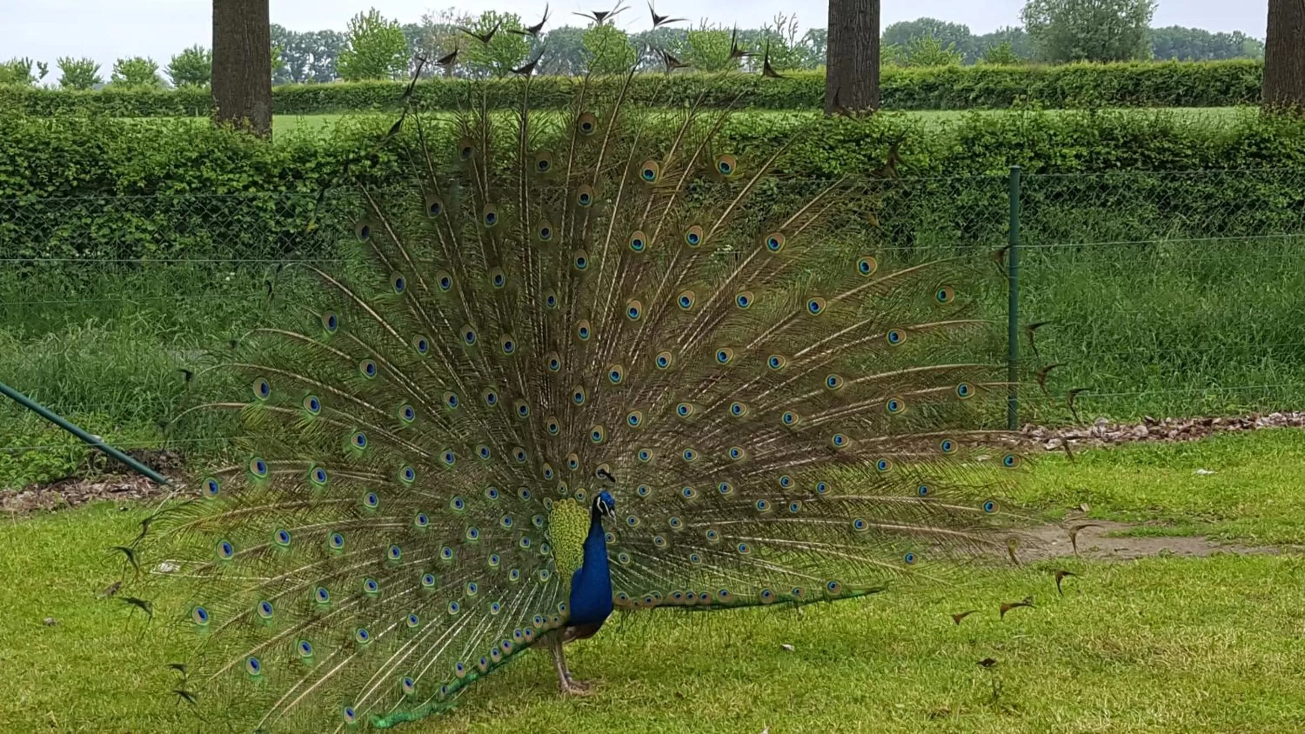 Animals, Other Animals in Hotel Landhuis 't Wilgenerf