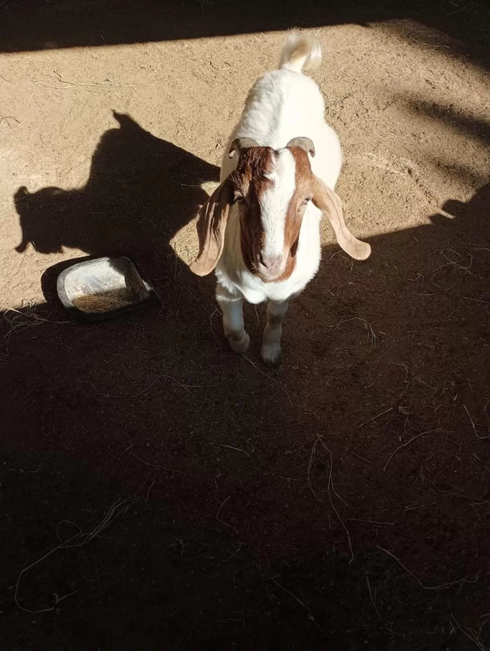 Pets in Pousada Atibaia