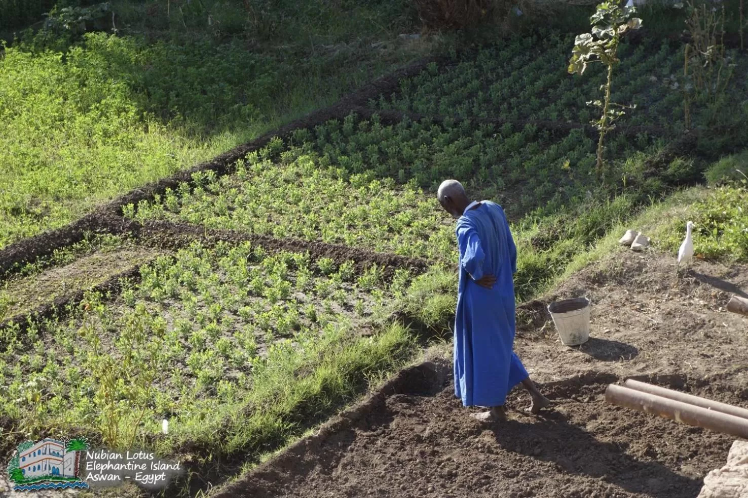 Property building in Nubian Lotus