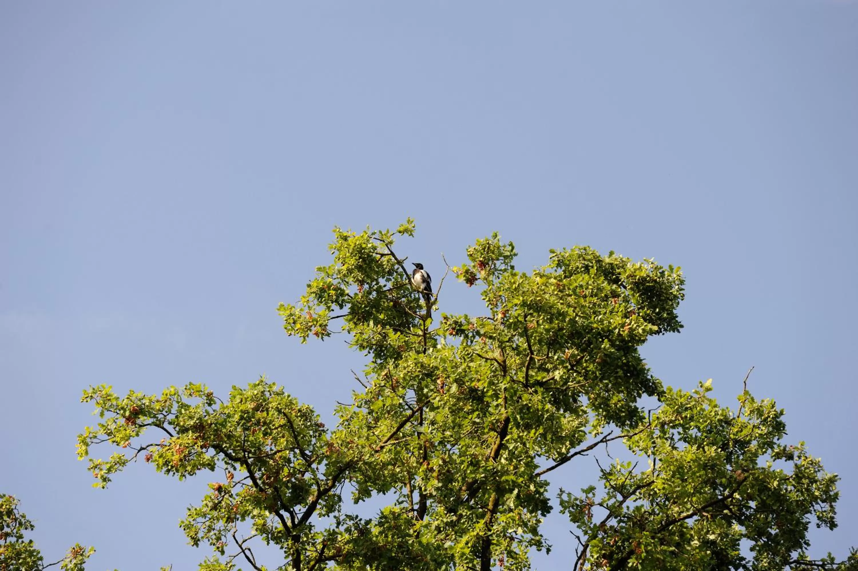 Natural landscape in Villa Lumina