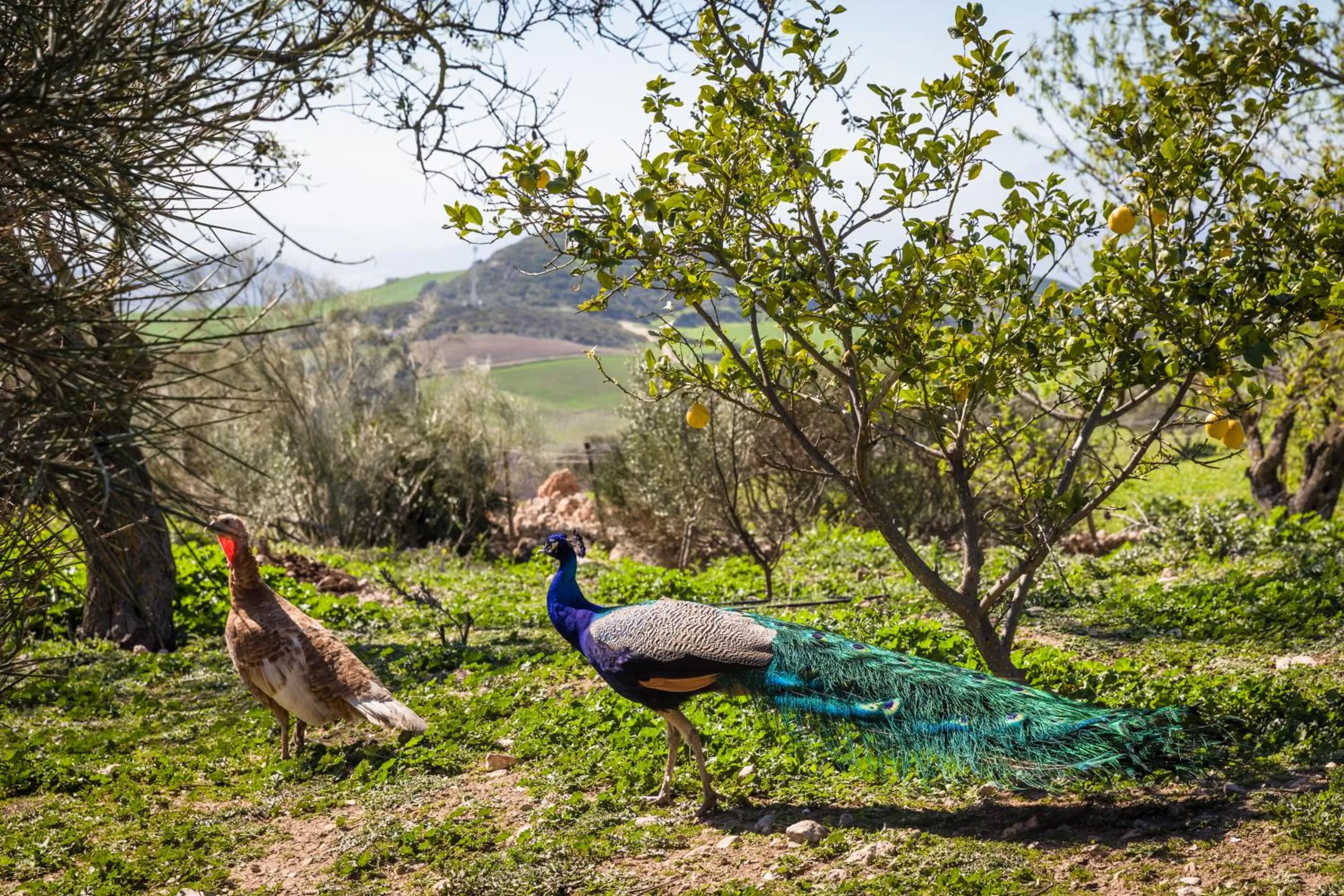 Animals in Hotel Fuente del Sol