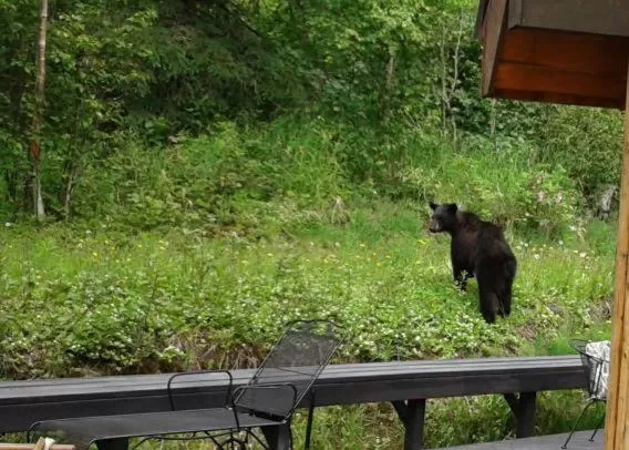 Alaska Chalet Bed & Breakfast