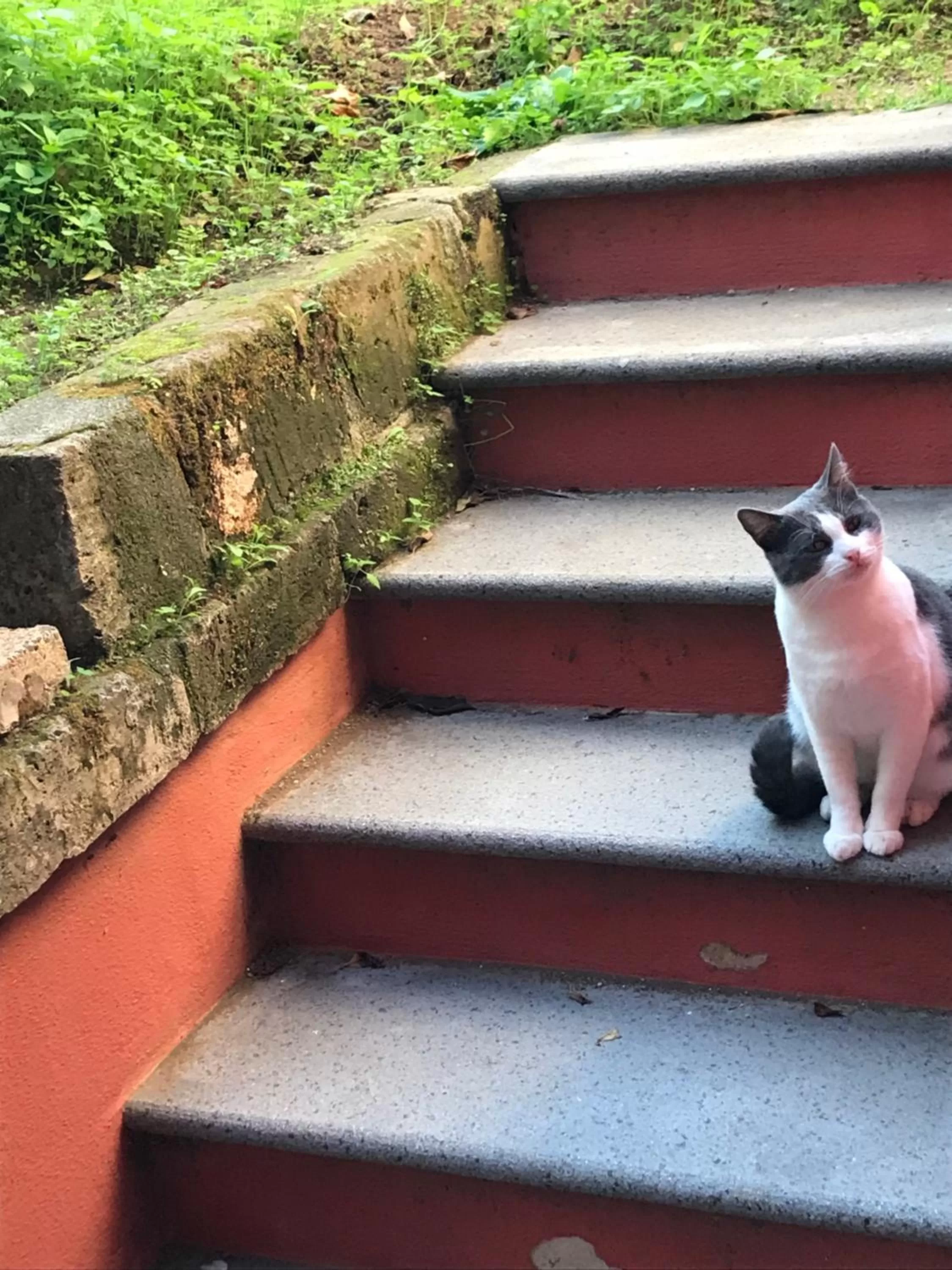 Animals in The Secret Garden Relais