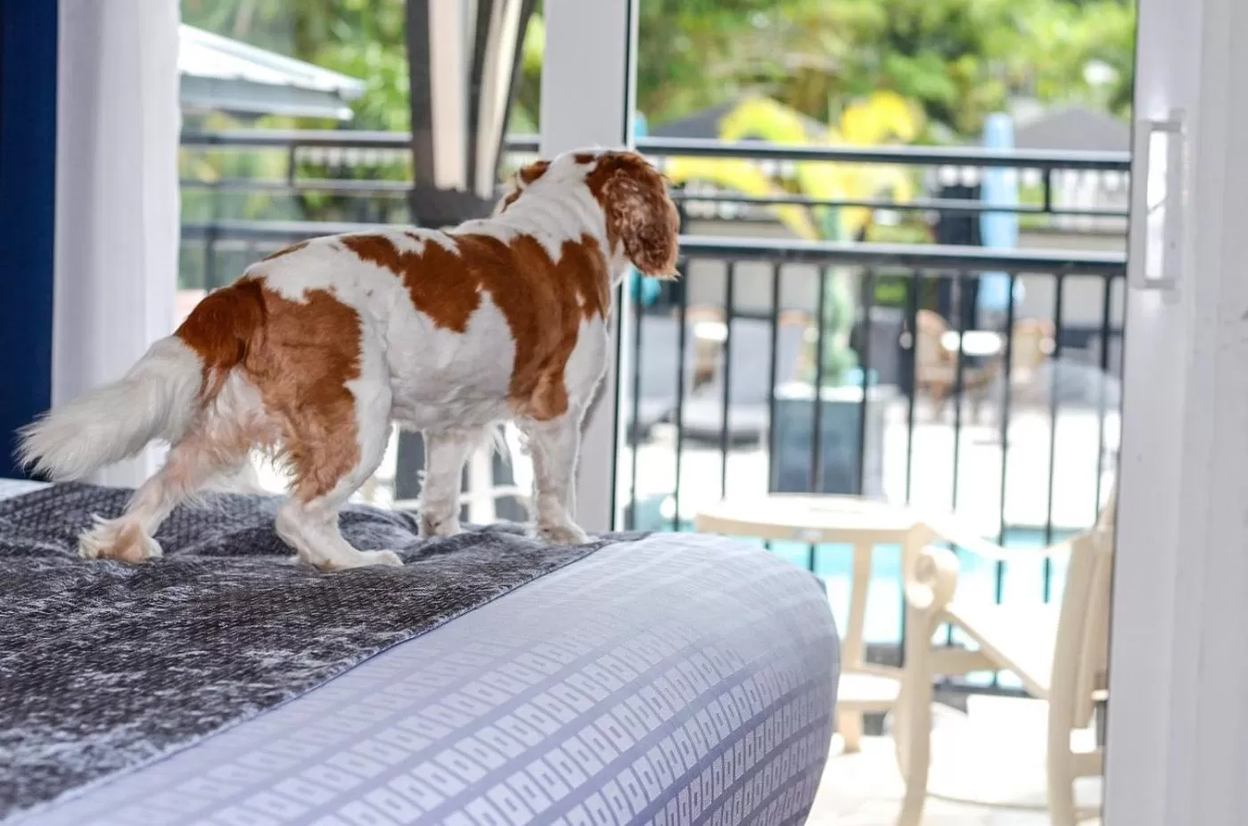 Hollander Hotel - Downtown St. Petersburg