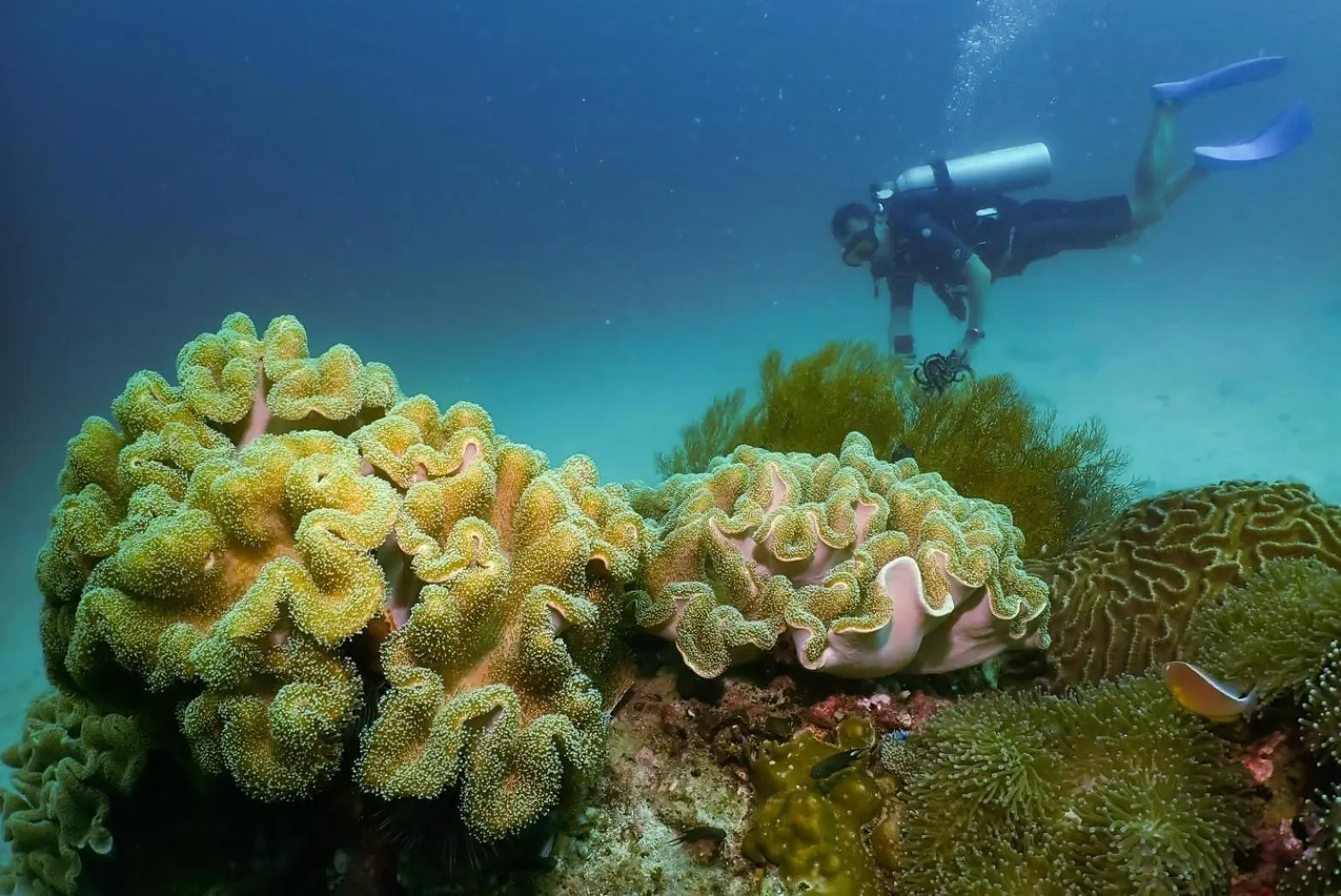 Snorkeling in Salsa Hostel