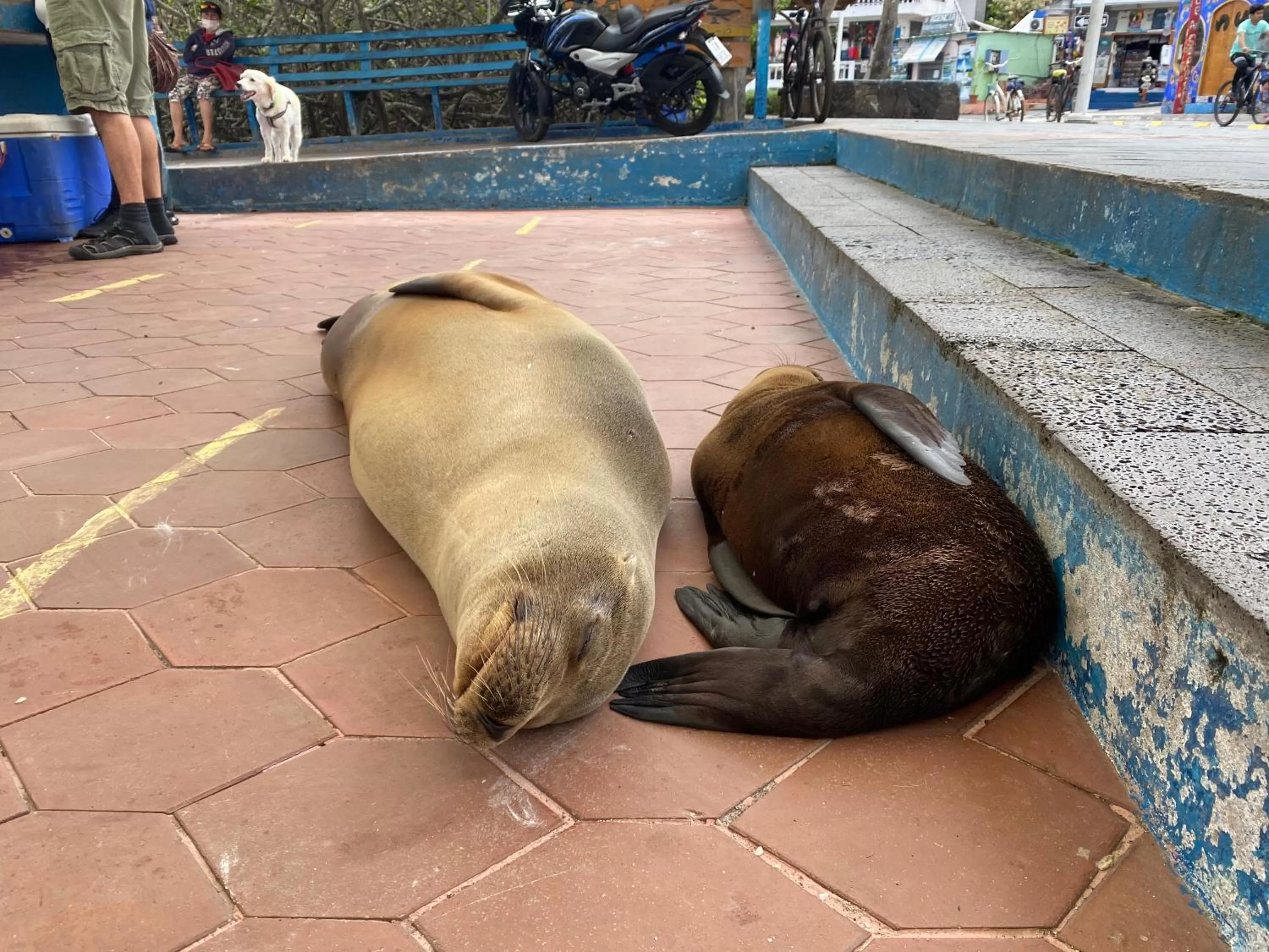 Nearby landmark, Other Animals in La Peregrina Galapagos B&B