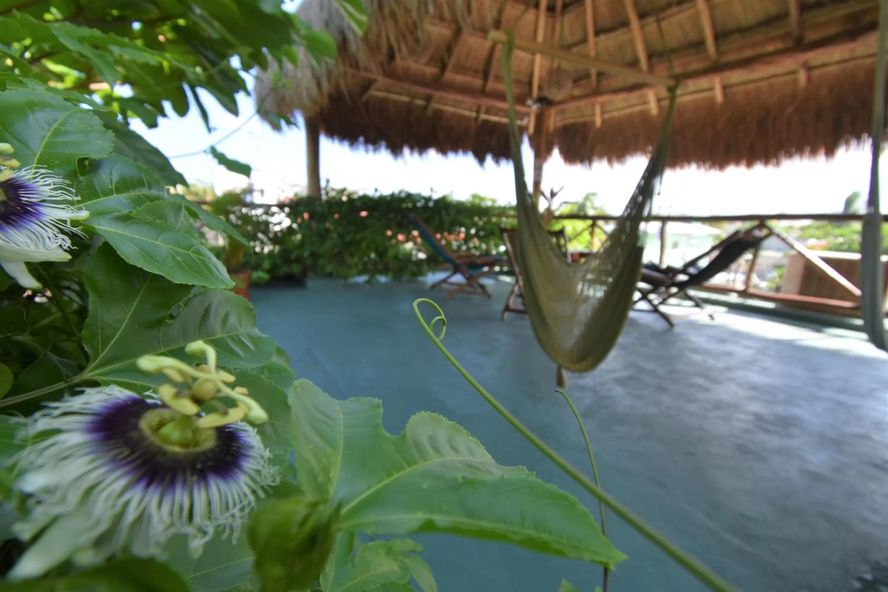 Balcony/Terrace in Casa Almendro