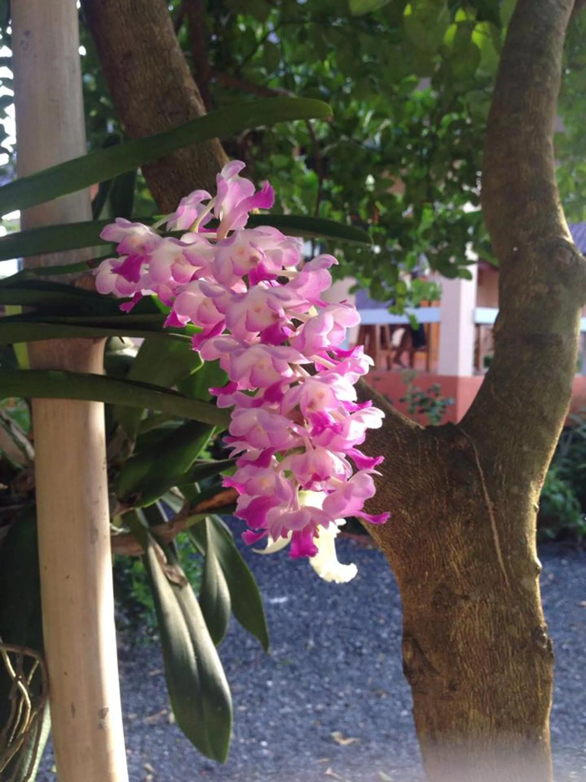 On site, Garden in Chuanchom Resort