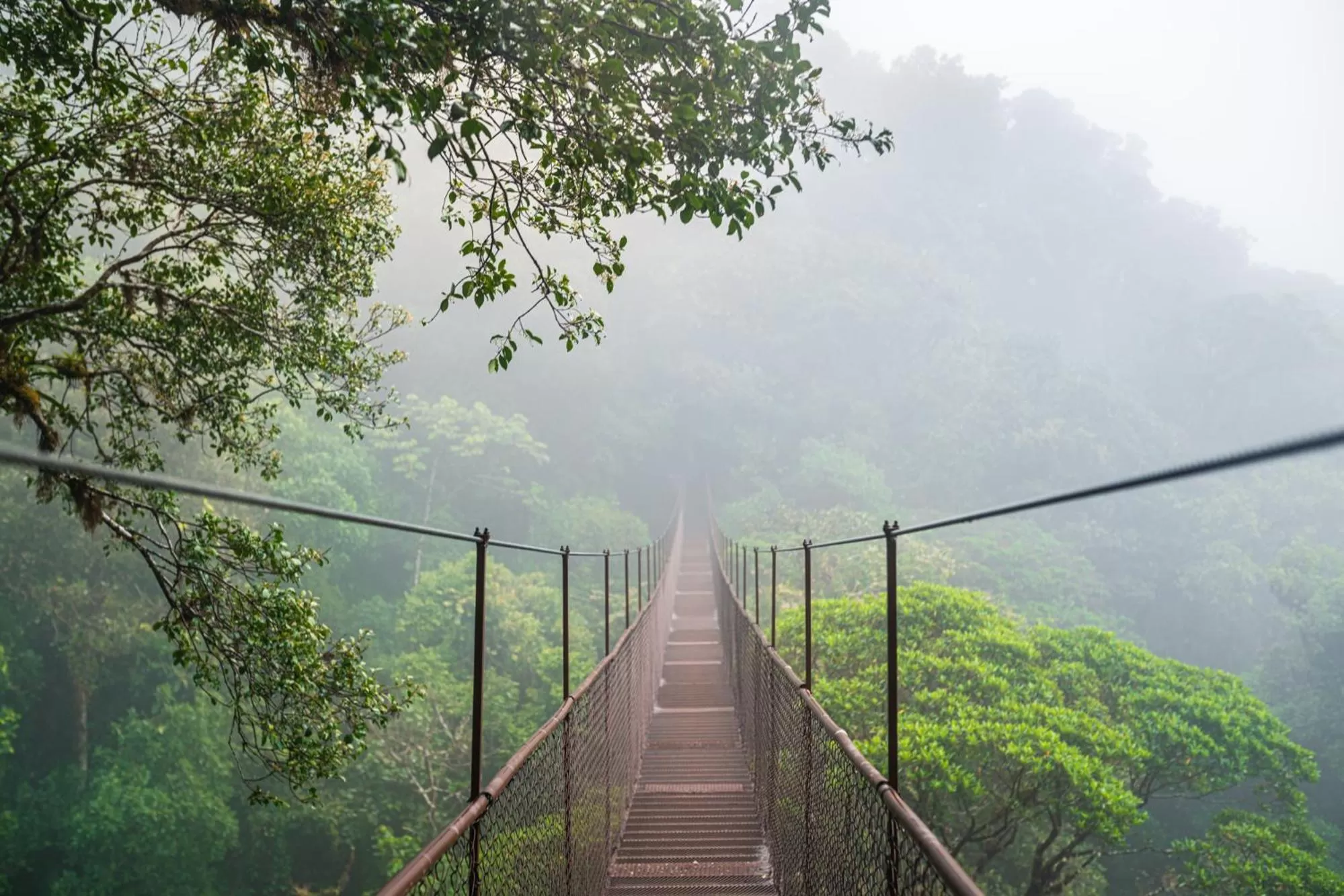 Activities in TREE TREK BOQUETE Adventure Park