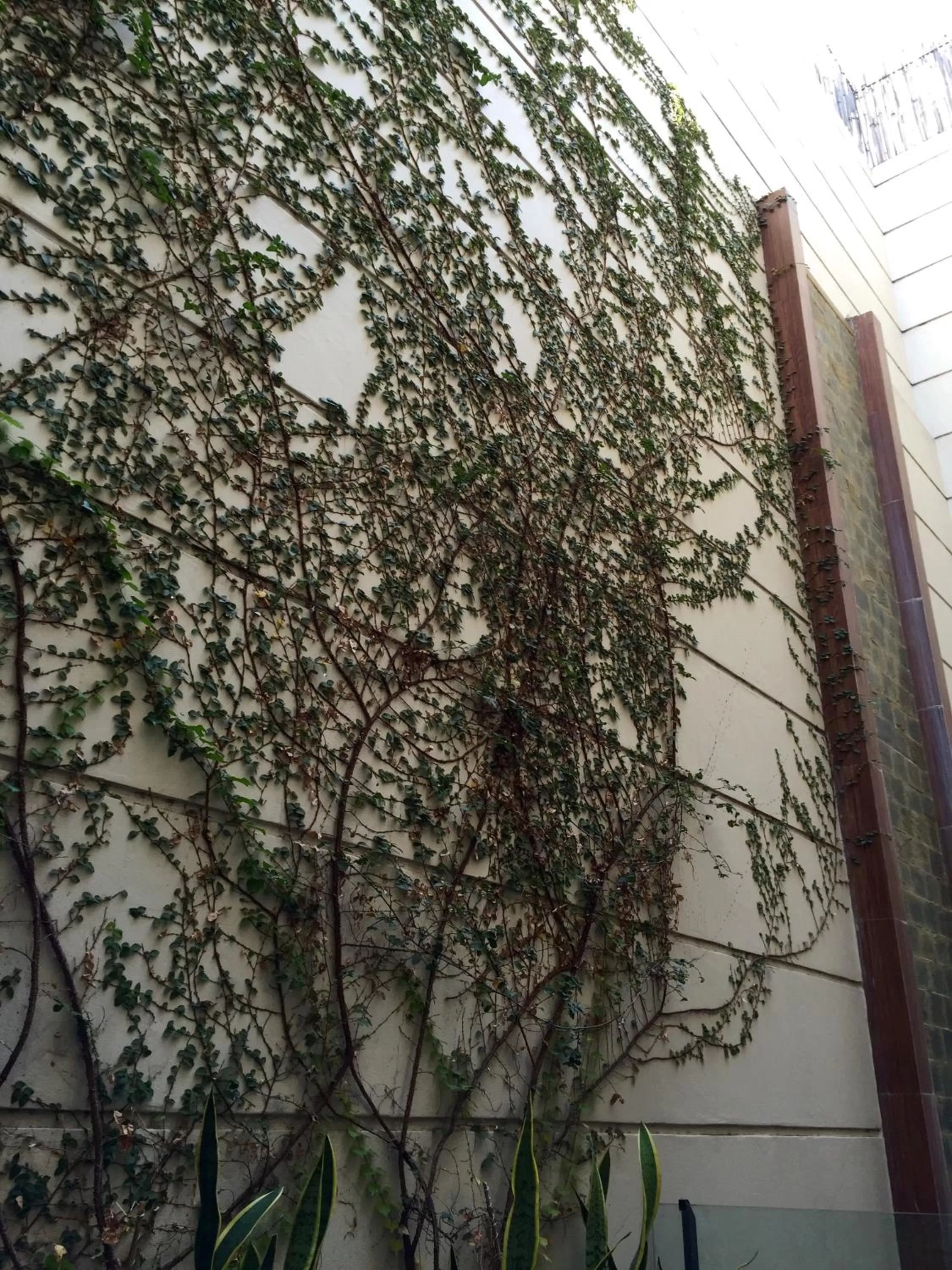 Garden view in Purobaires Hotel Boutique