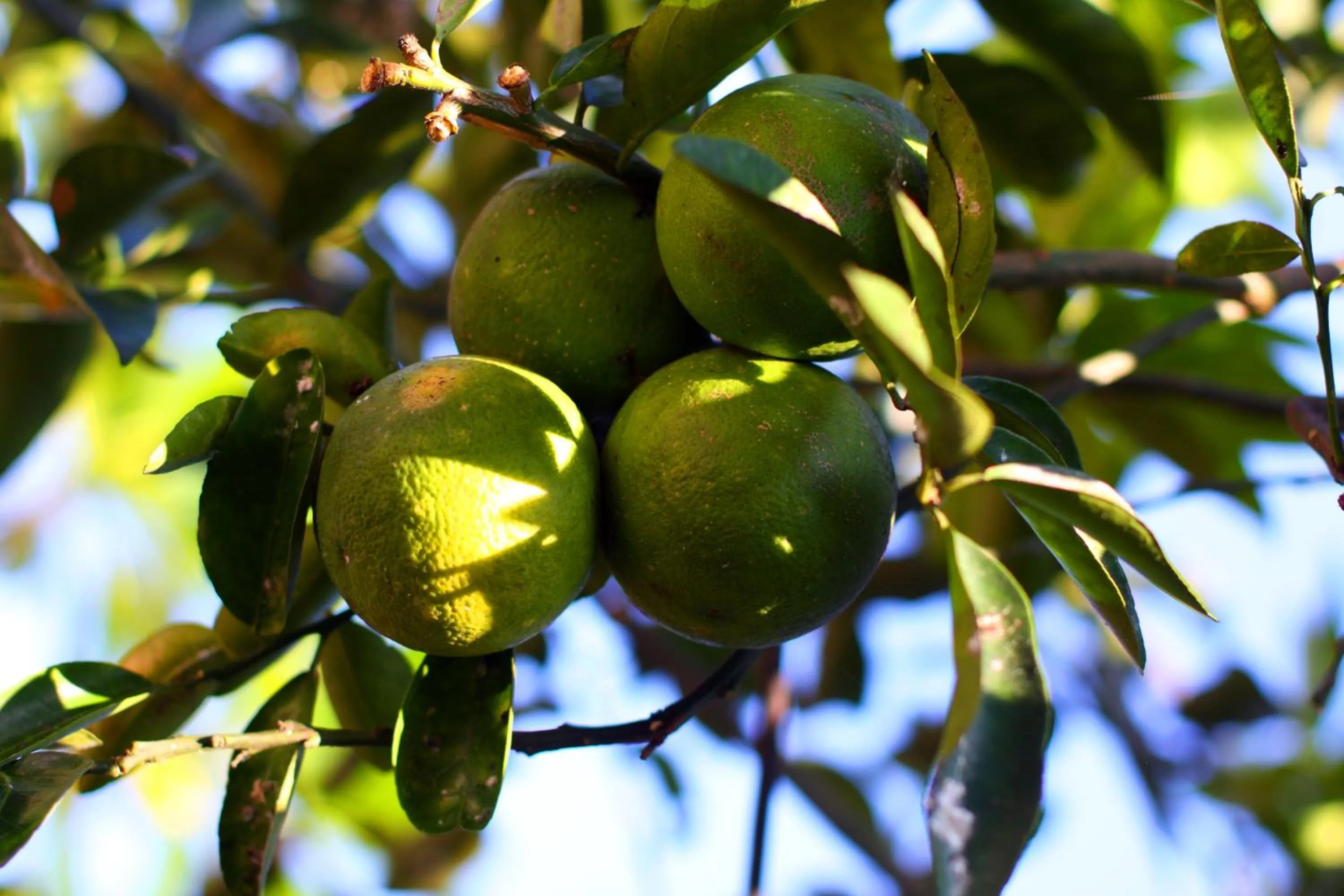 Bird's eye view in BeingSattvaa Luxury Ubud