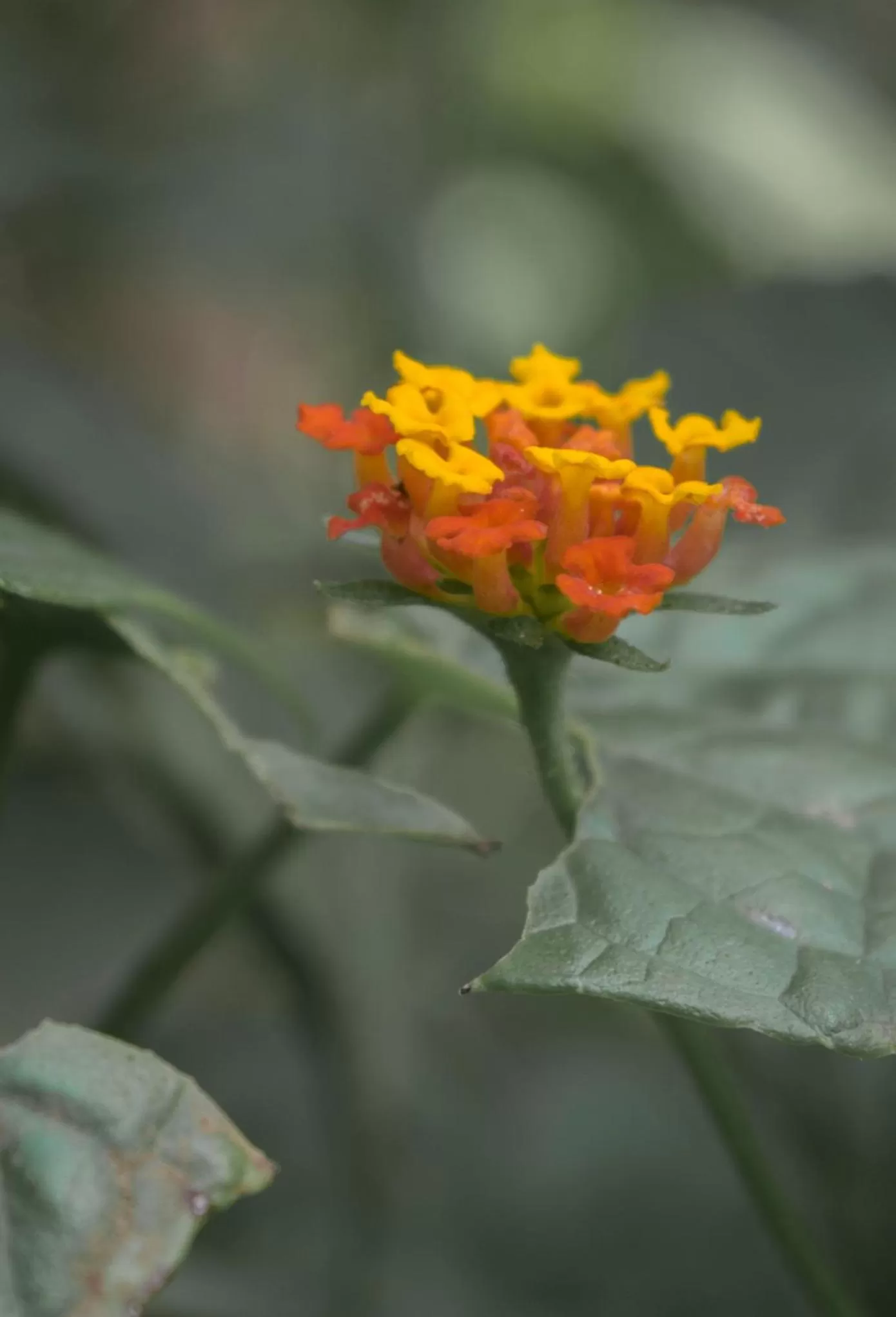 Garden in Hotel Kokoro Mineral Hot Springs