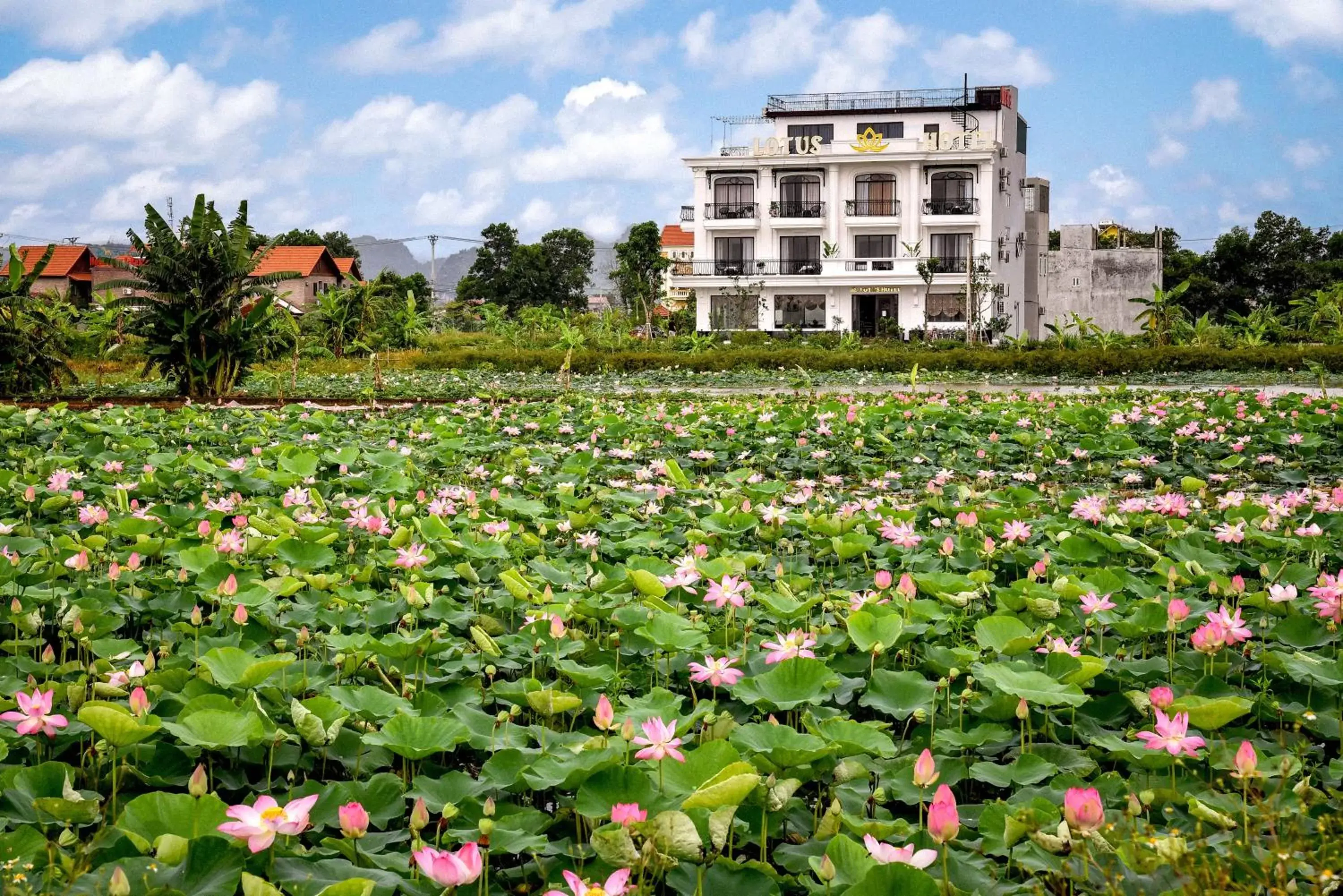 Lotus Hotel Ninh Bình Lotus Hotel Ninh Bình