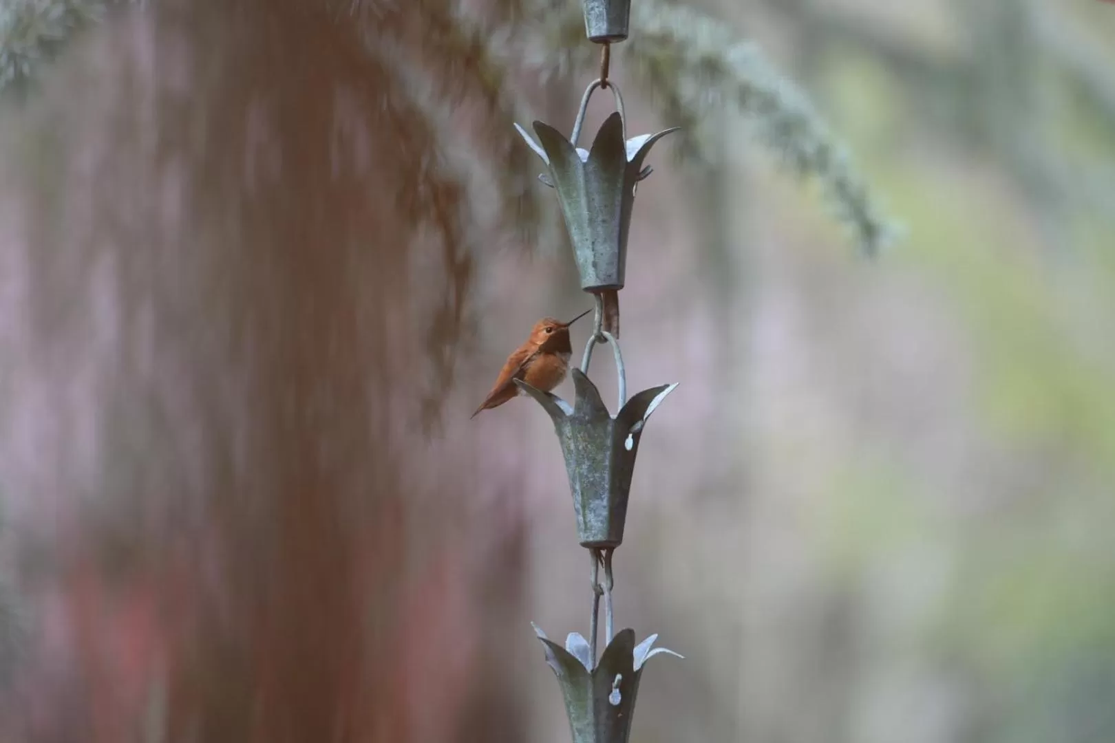 Animals in Otter's Pond Bed and Breakfast