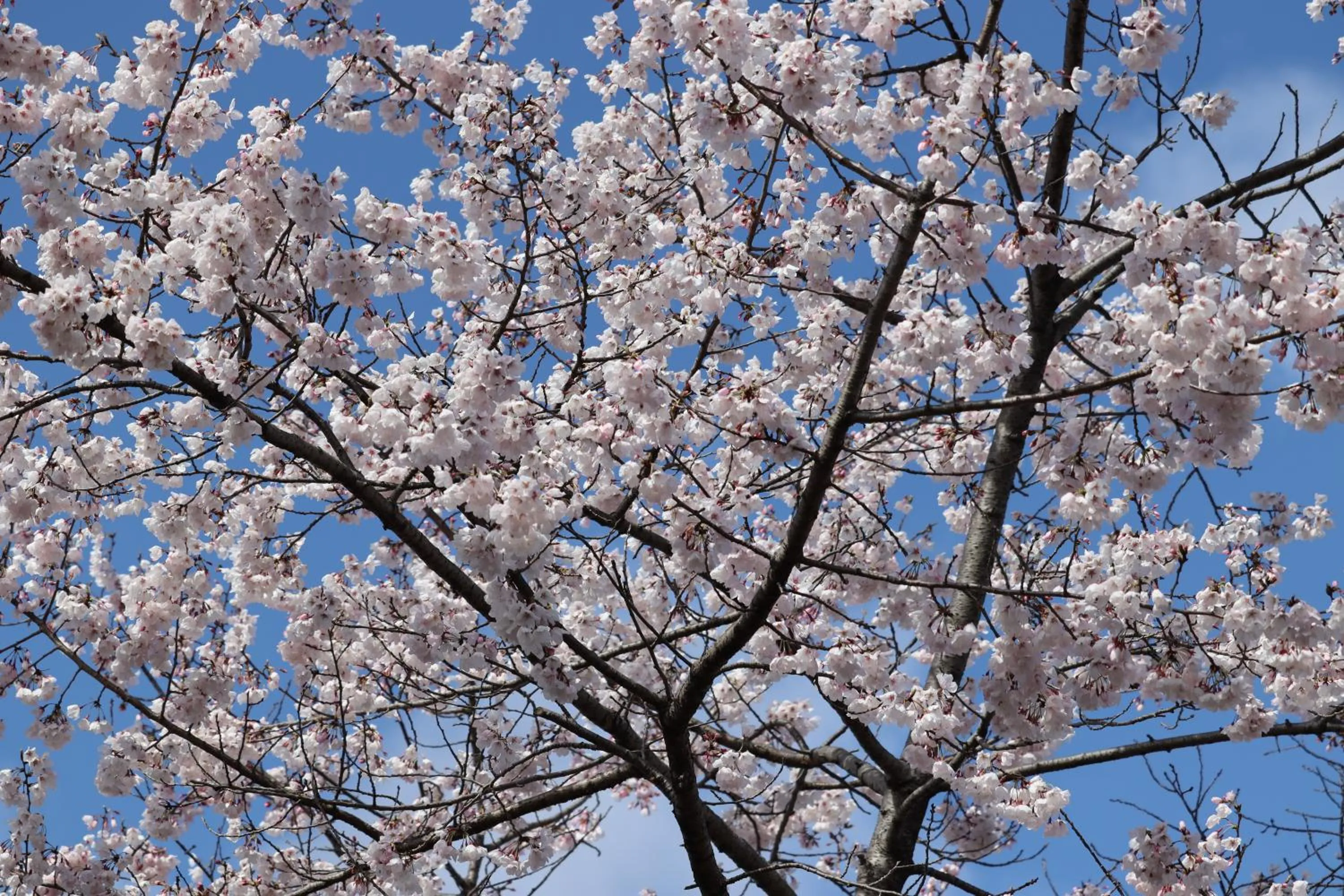 Natural landscape in The Gate Hotel Kyoto Takasegawa by Hulic