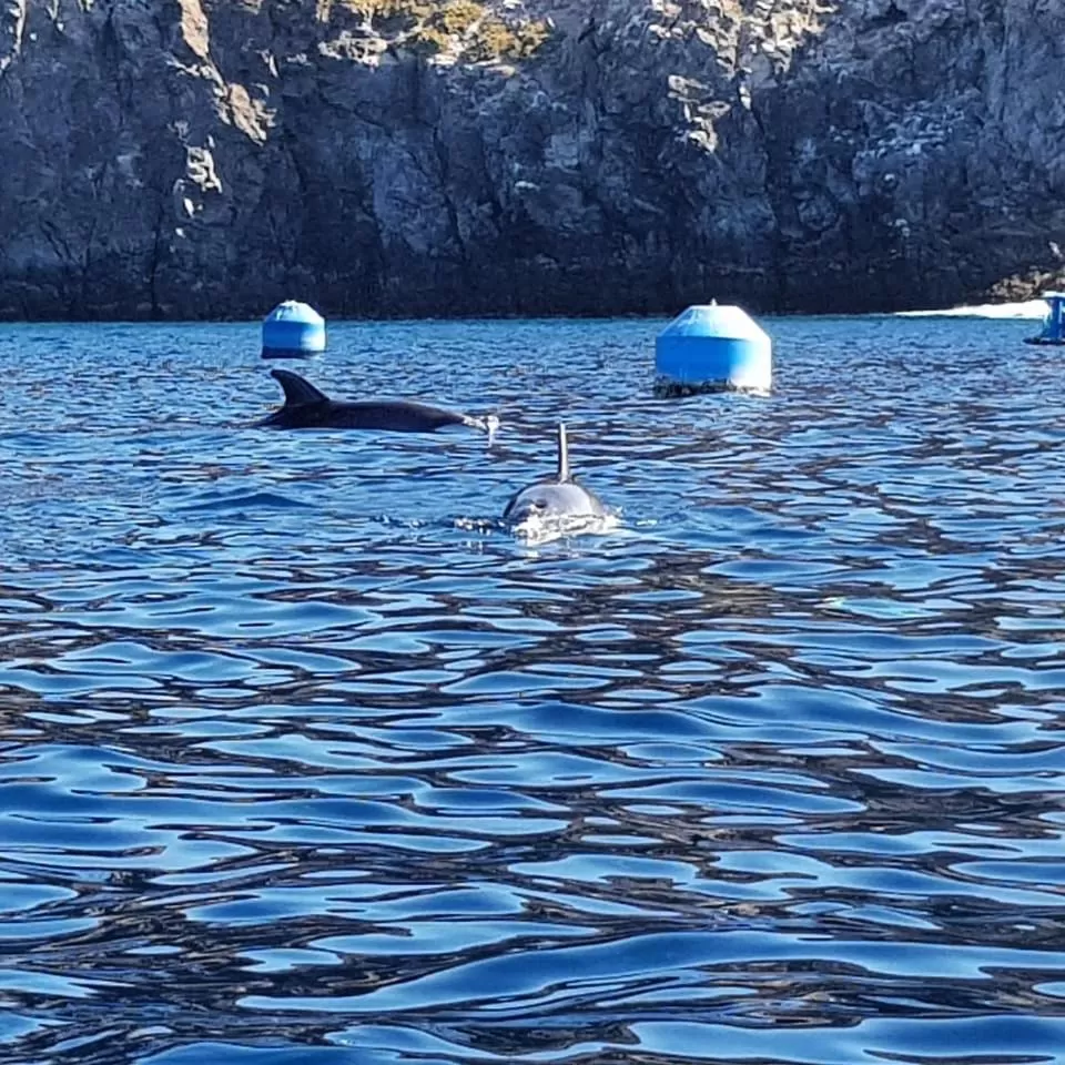 Other Animals in Terrazas del Sur