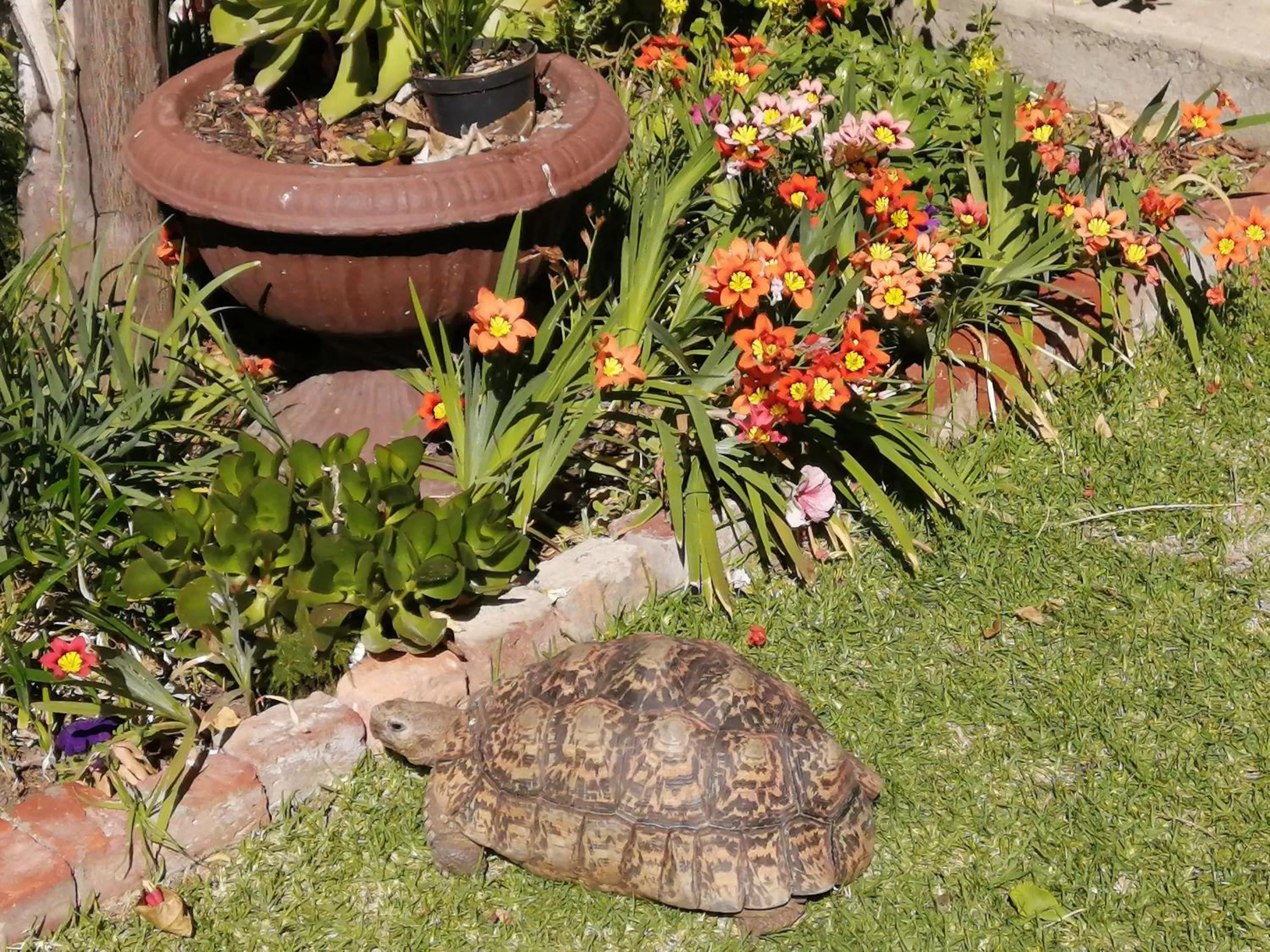 Garden in Squirrels Corner