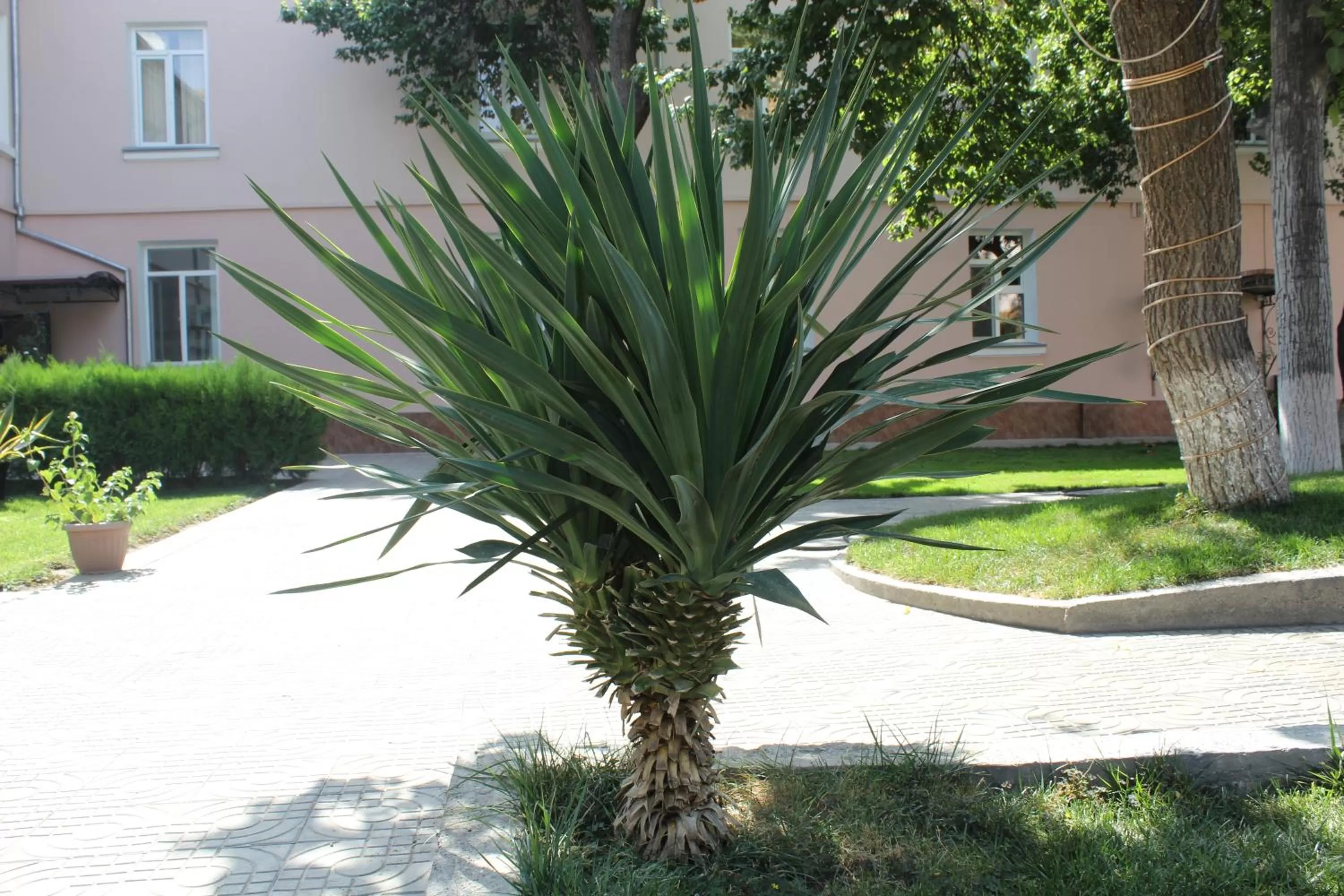 Garden in Armon Apart Hotel