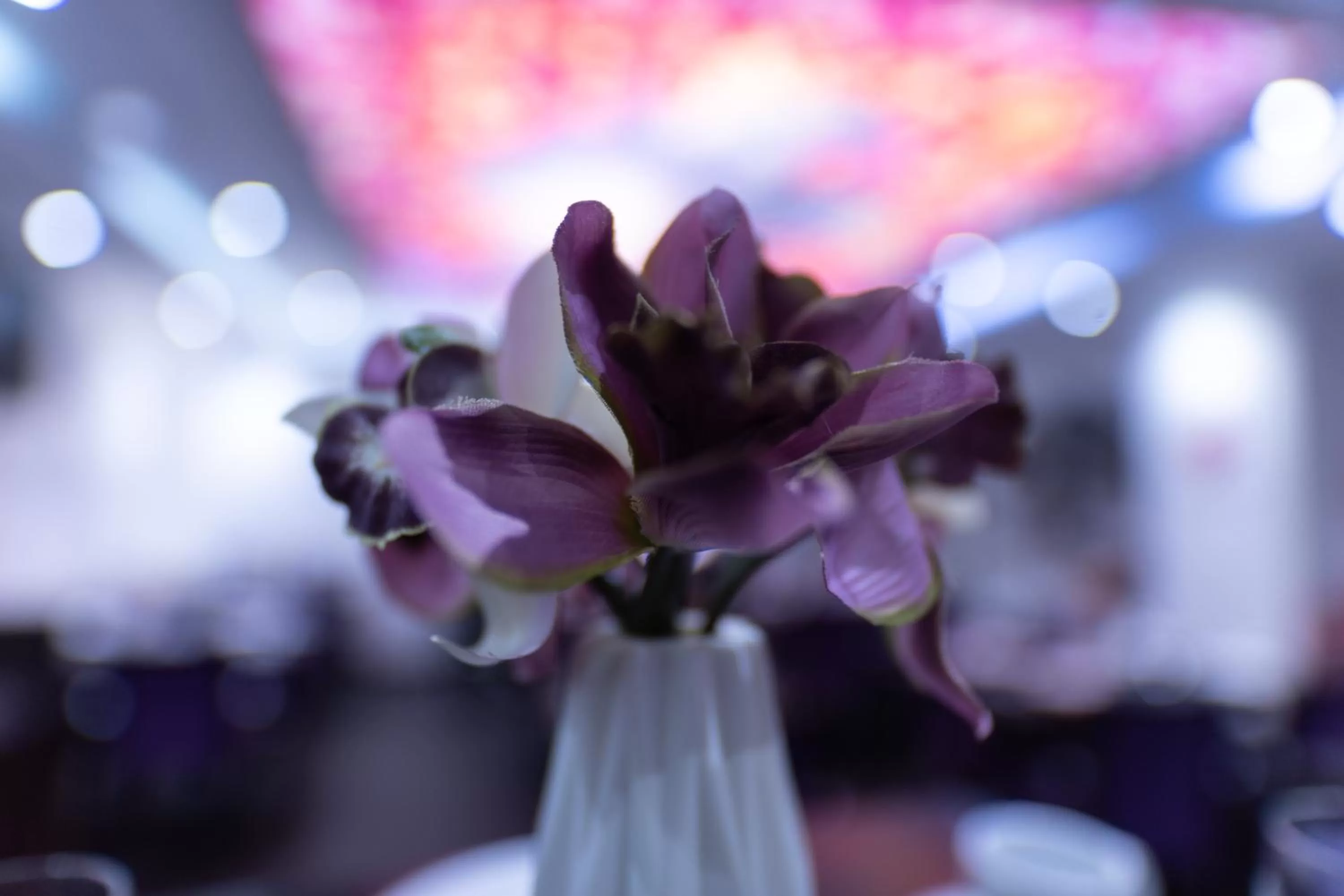 Banquet/Function facilities in Hotel Cataleya