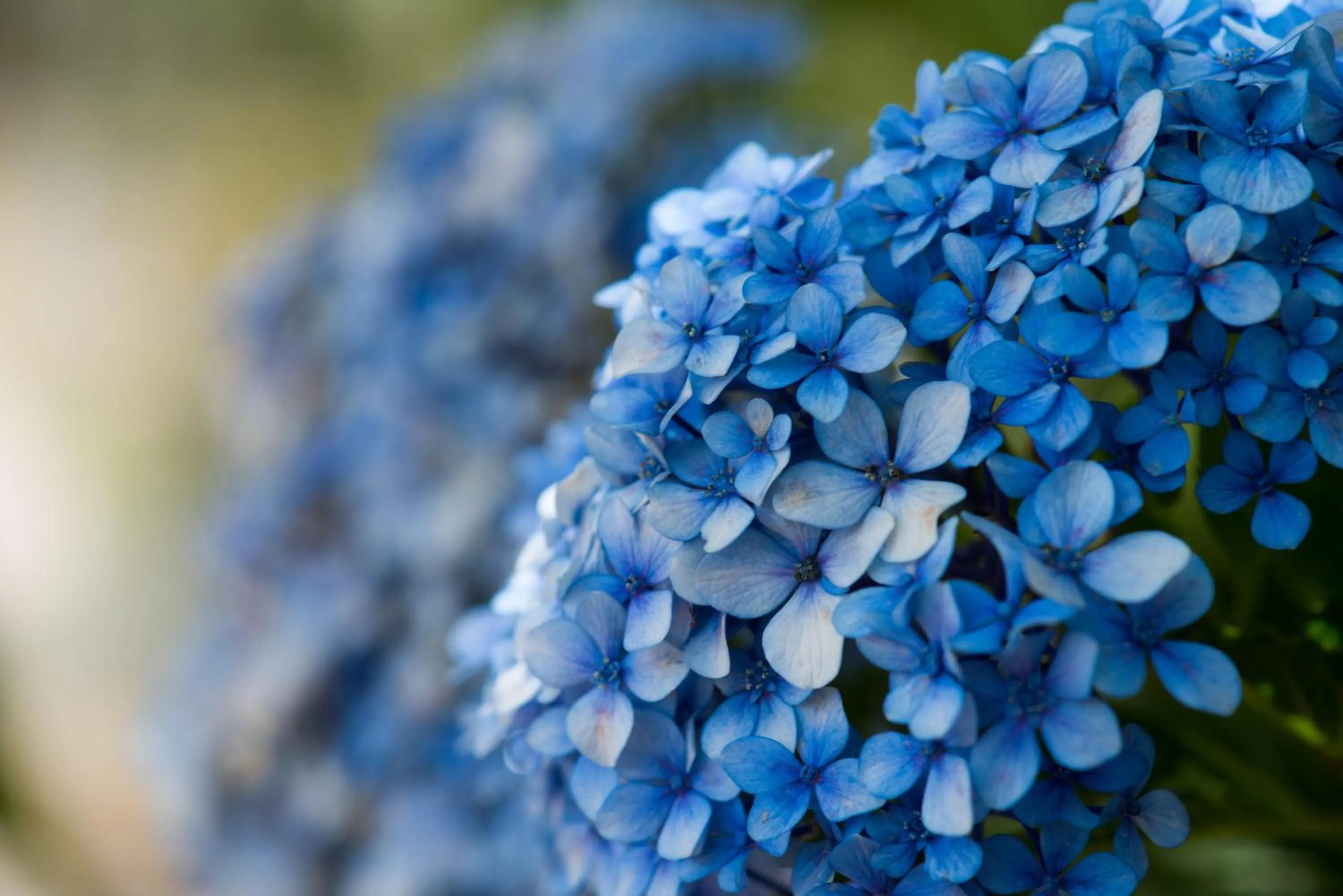 Garden in Hotel Bougainvillea San José