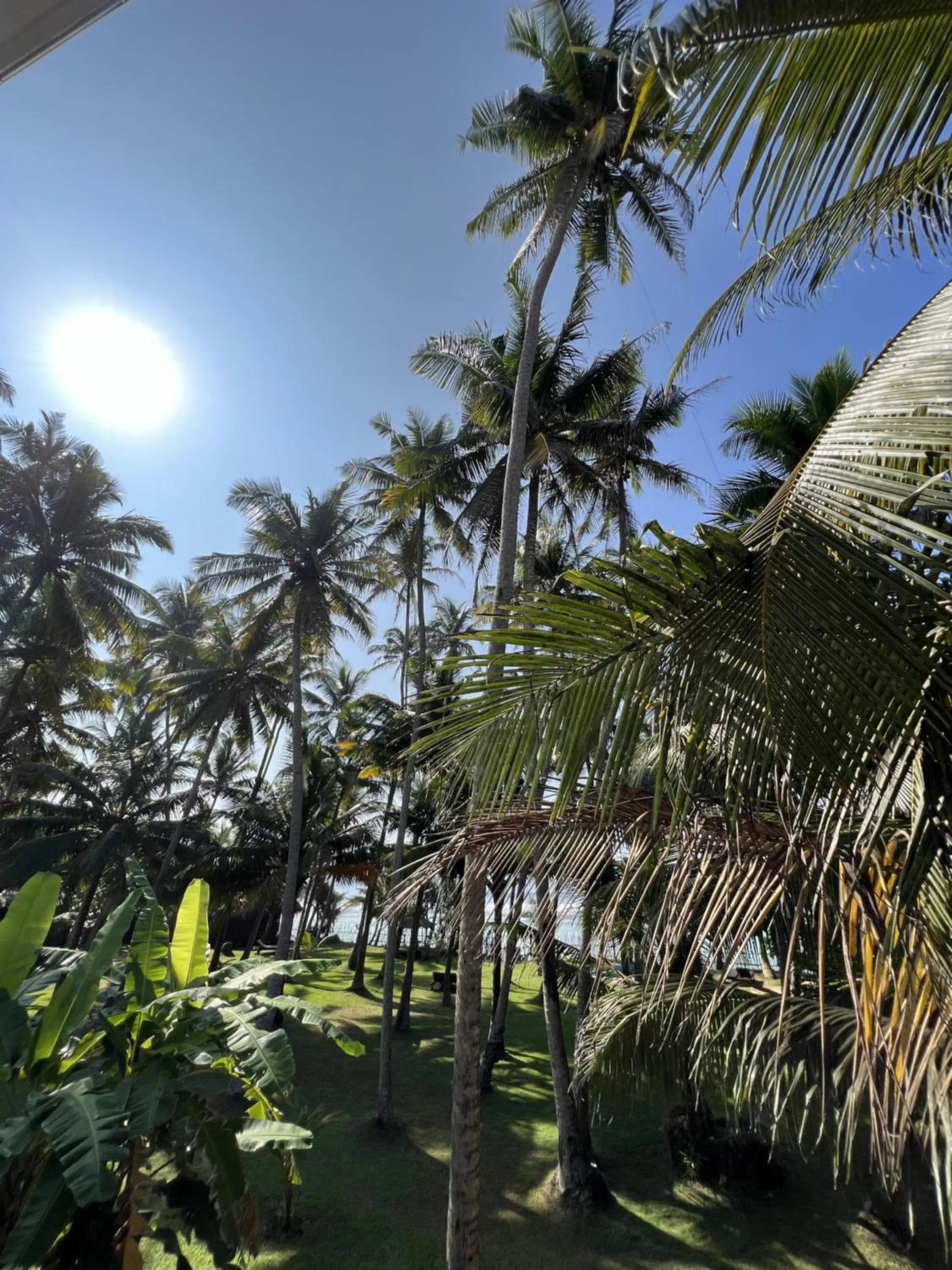 Garden view in Galawatta Beach Resort