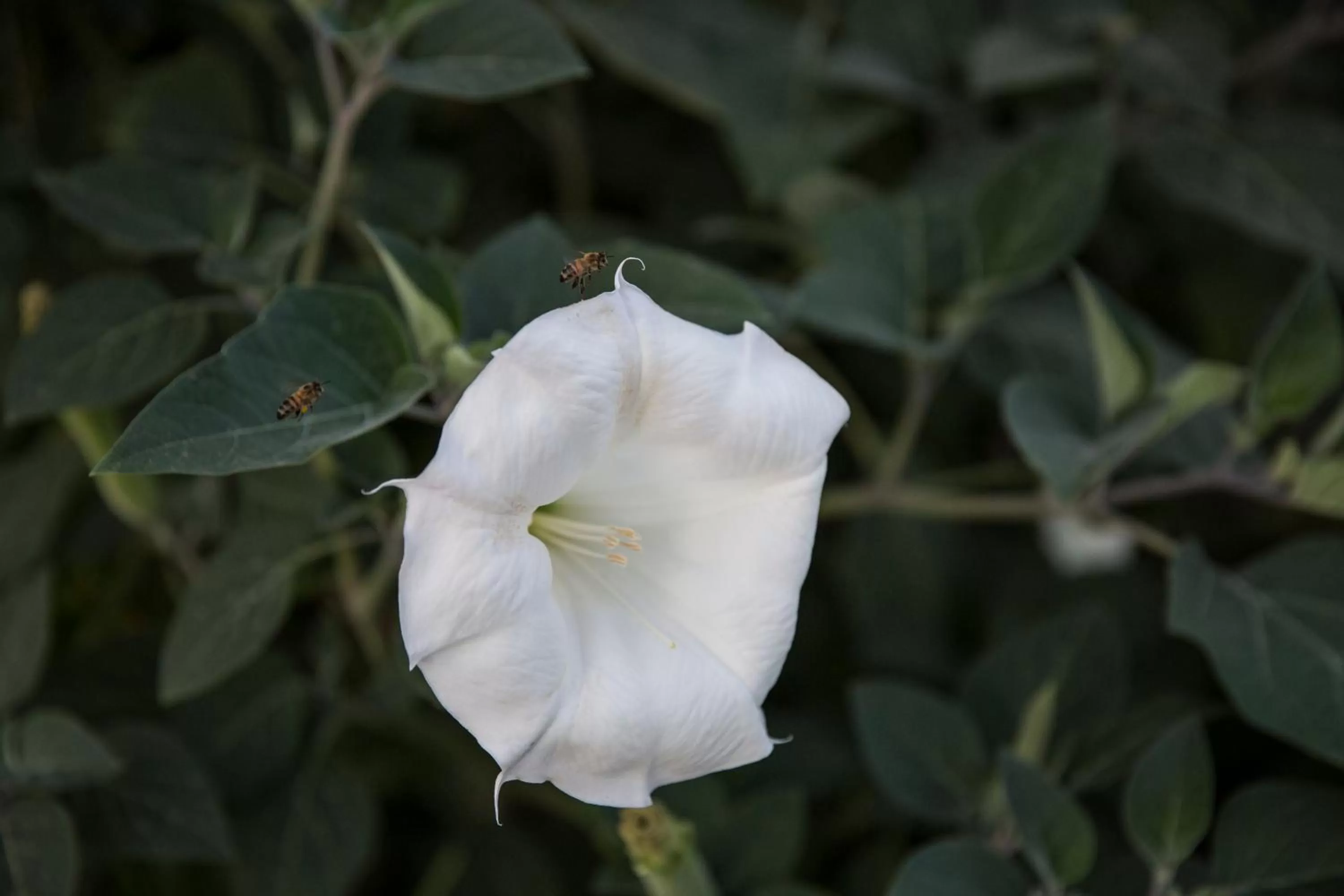 Garden in Roc Of Cappadocia