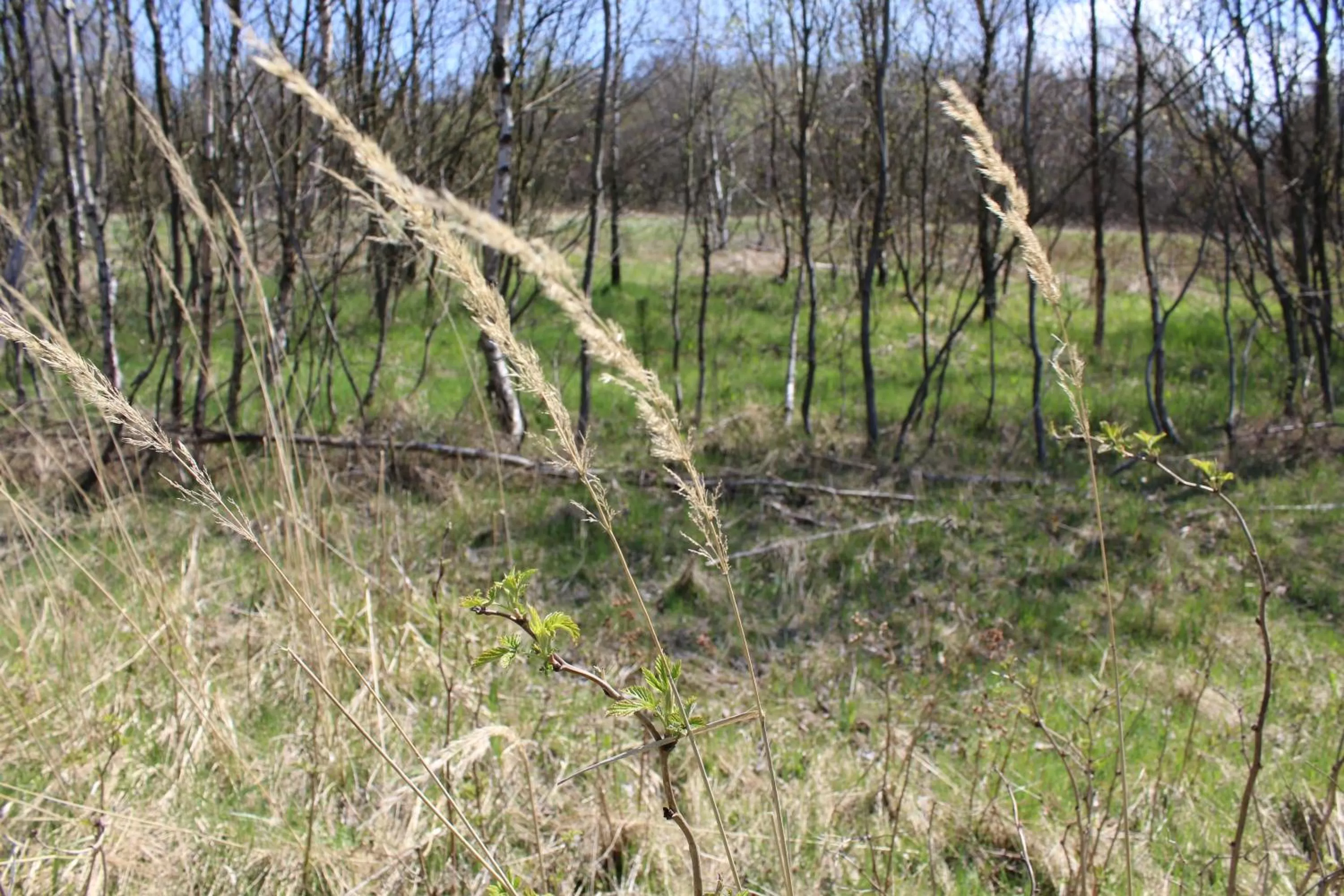 Natural Landscape in Waldgasthof Bad Einsiedel