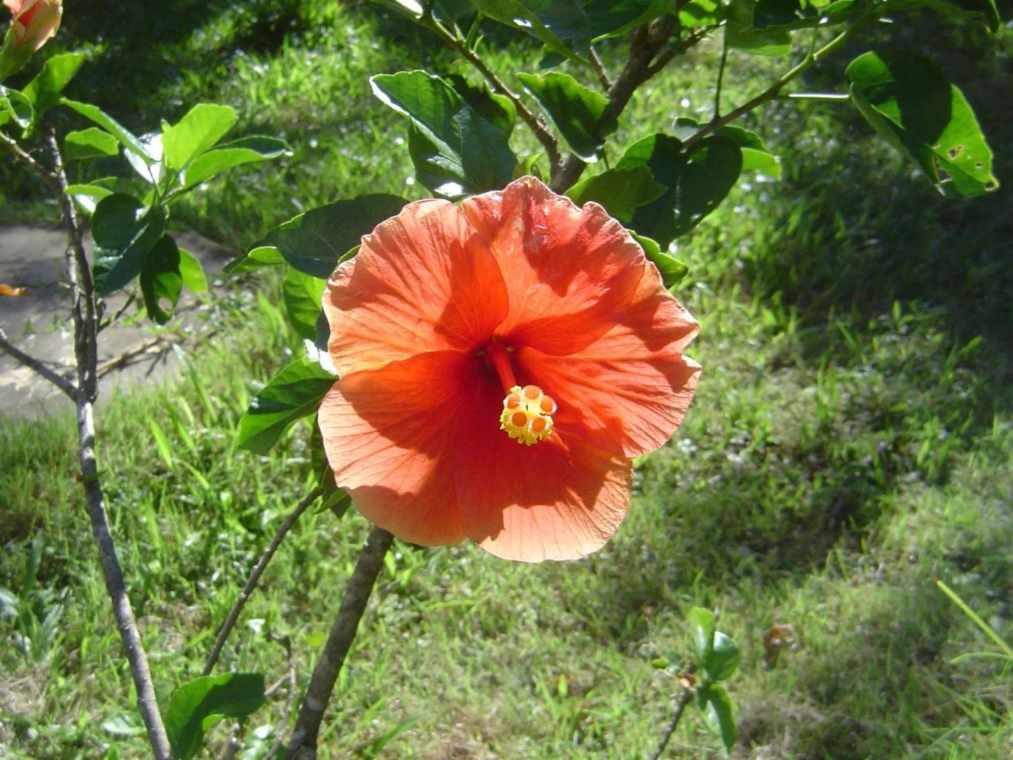 Decorative detail in Mini-golf **** & Resort Ubon Ratchathani