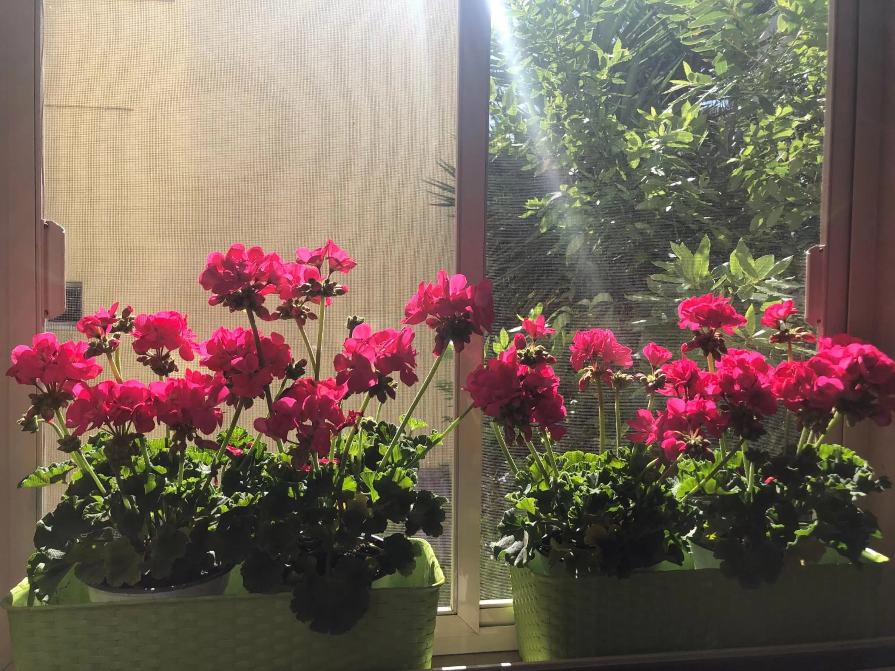 Garden view in Bed & Breakfast De Nittis