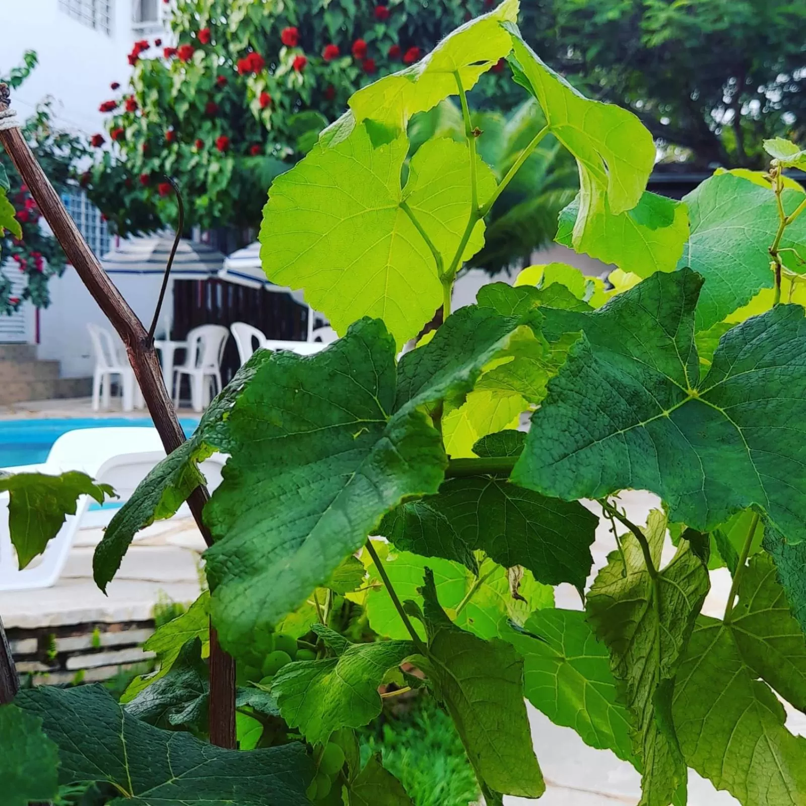 Pool View in Pousada Aquarela Pirenopolis