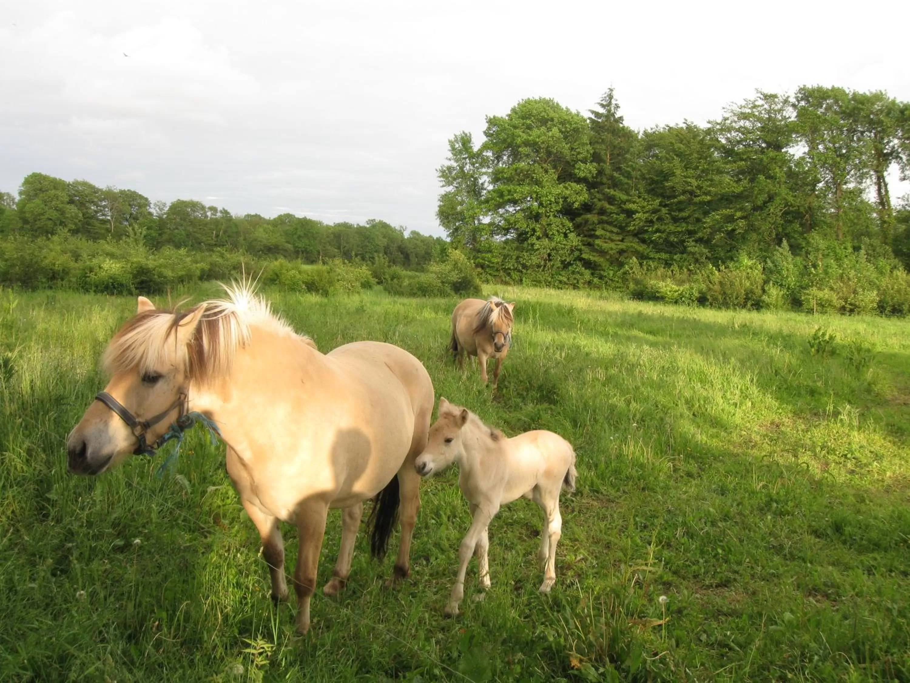 Area and facilities, Other Animals in Koebenhovedskov Bed & Breakfast