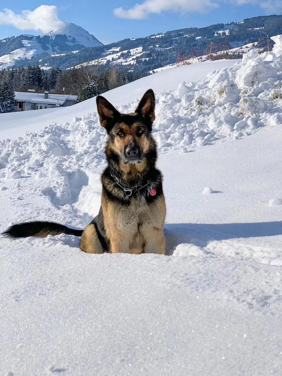 Pets in Hotel Garni Wieshof