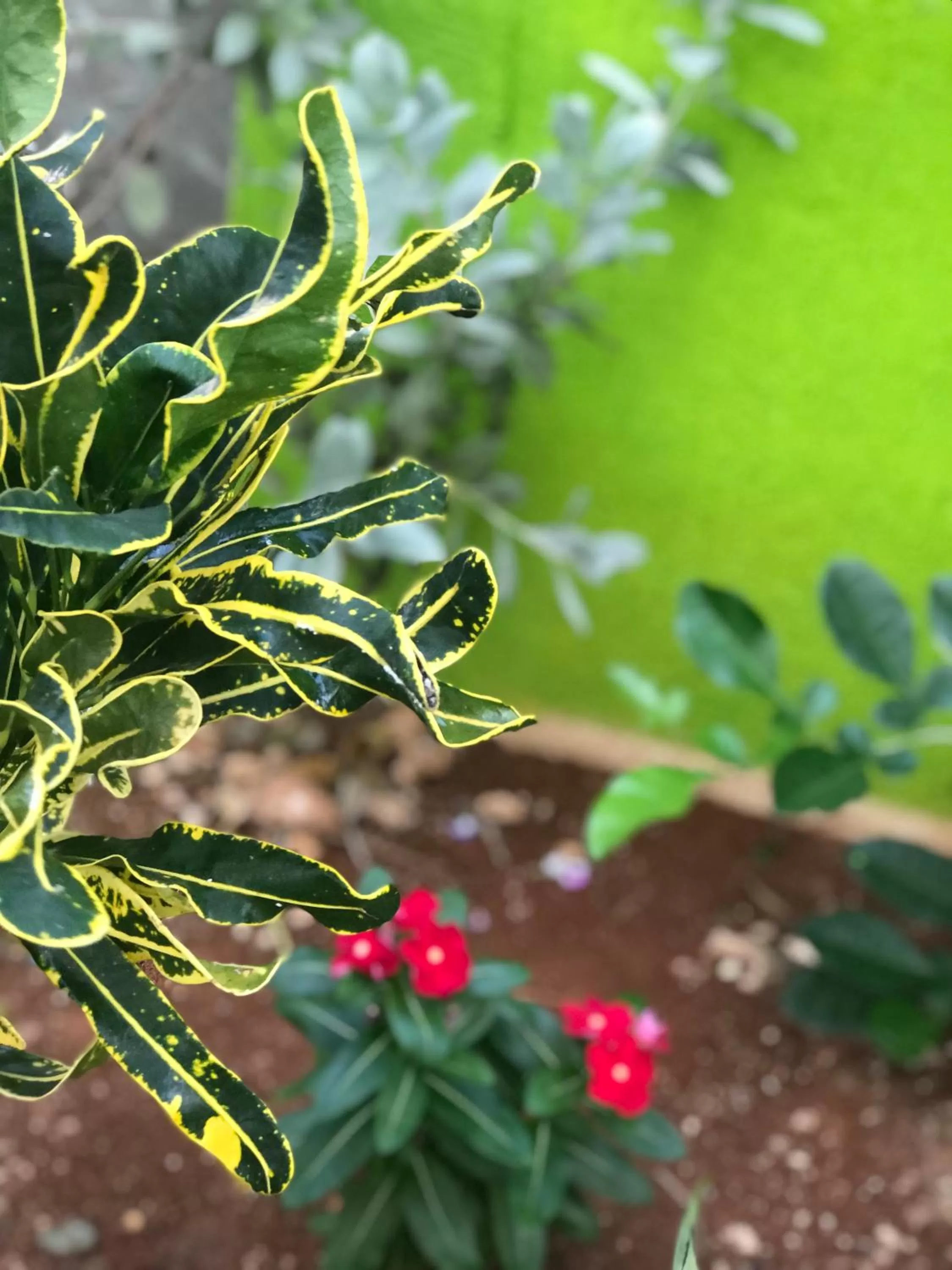 Other Animals in Jackuri Casa Hospedaje