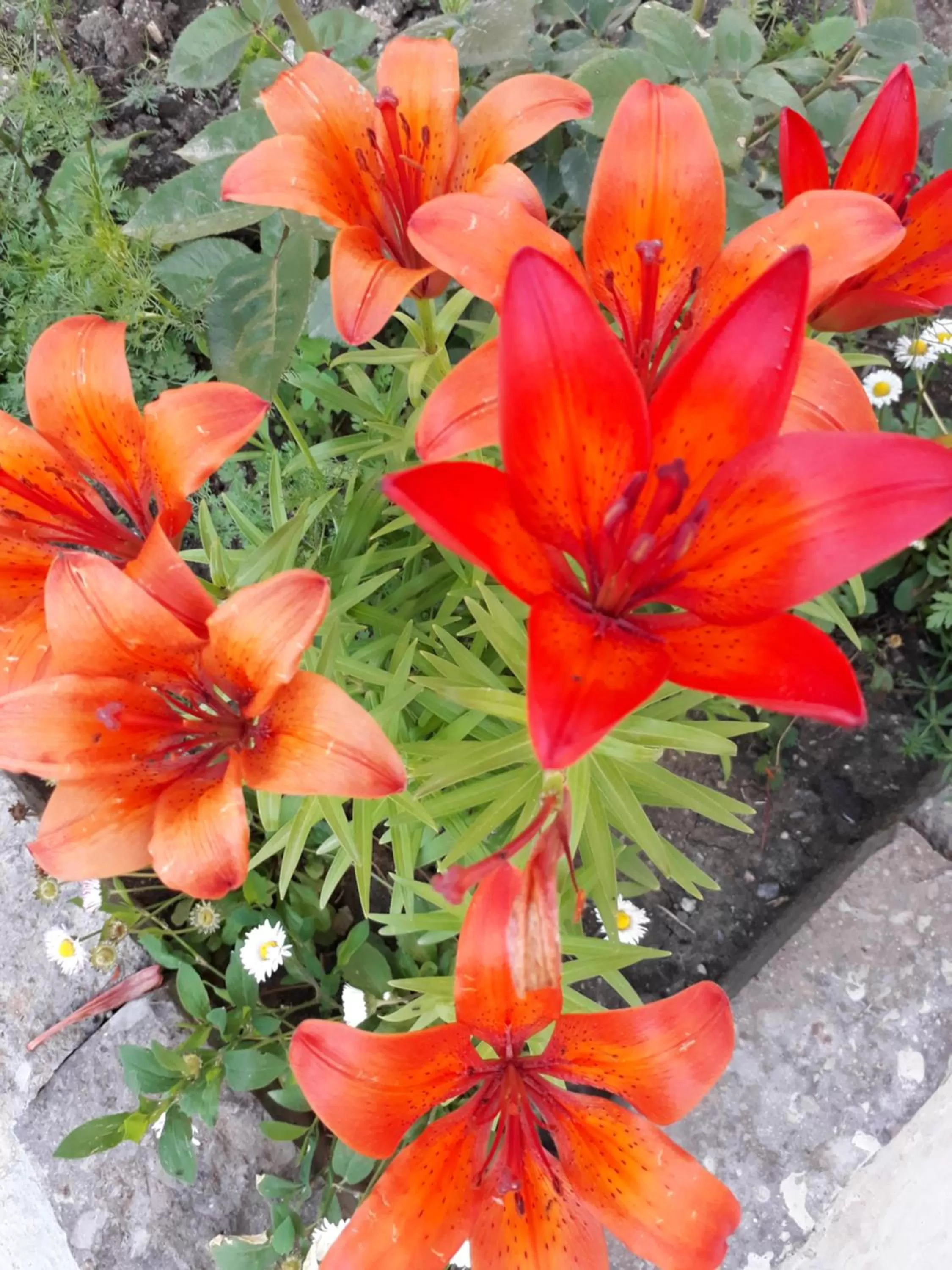 Garden in Green Dilijan B&B