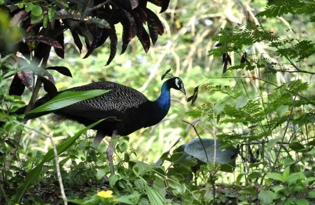 Other, Other Animals in Villa Jacaranda