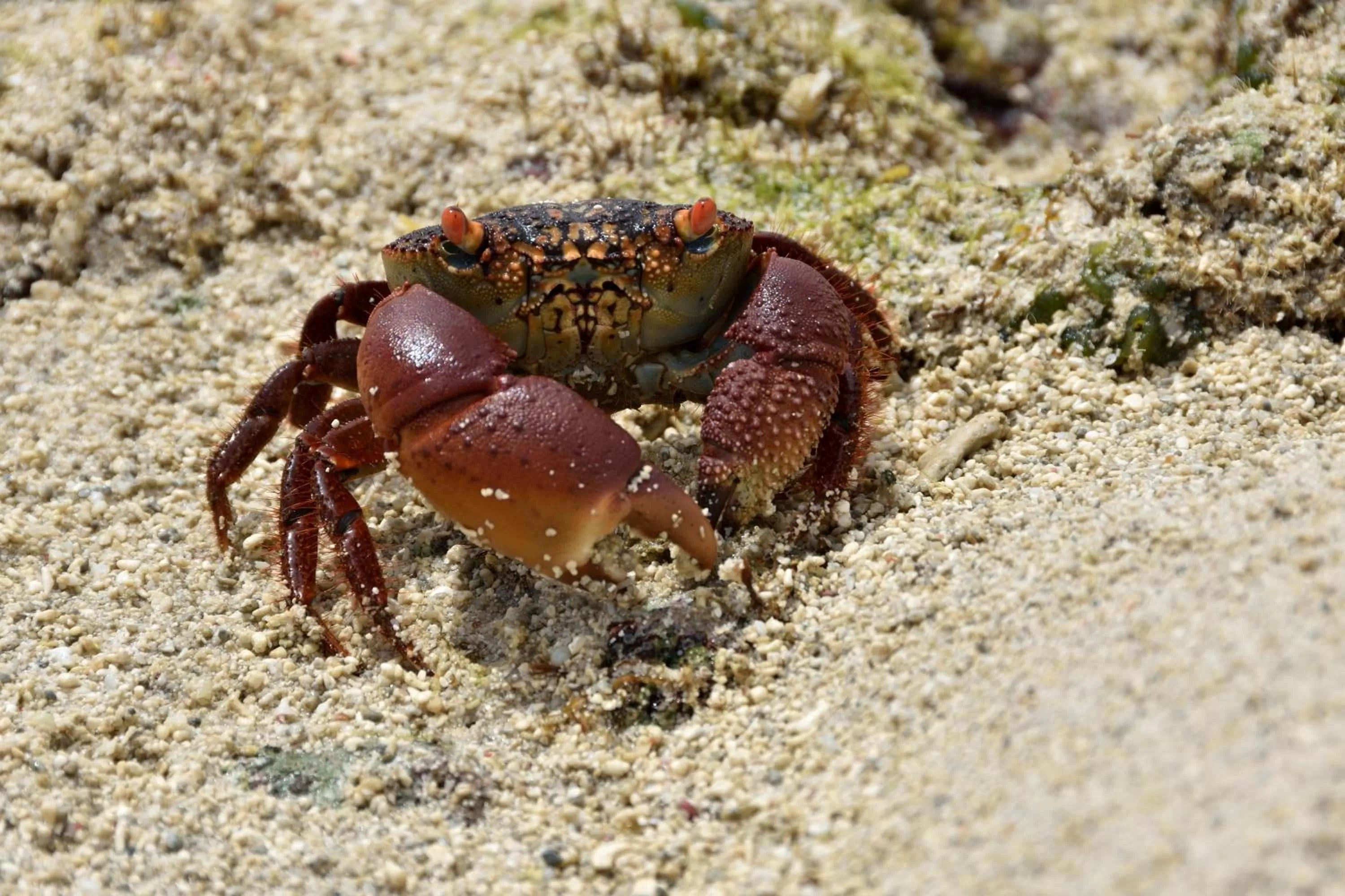 Beach, Other Animals in Bahari Pori Resort