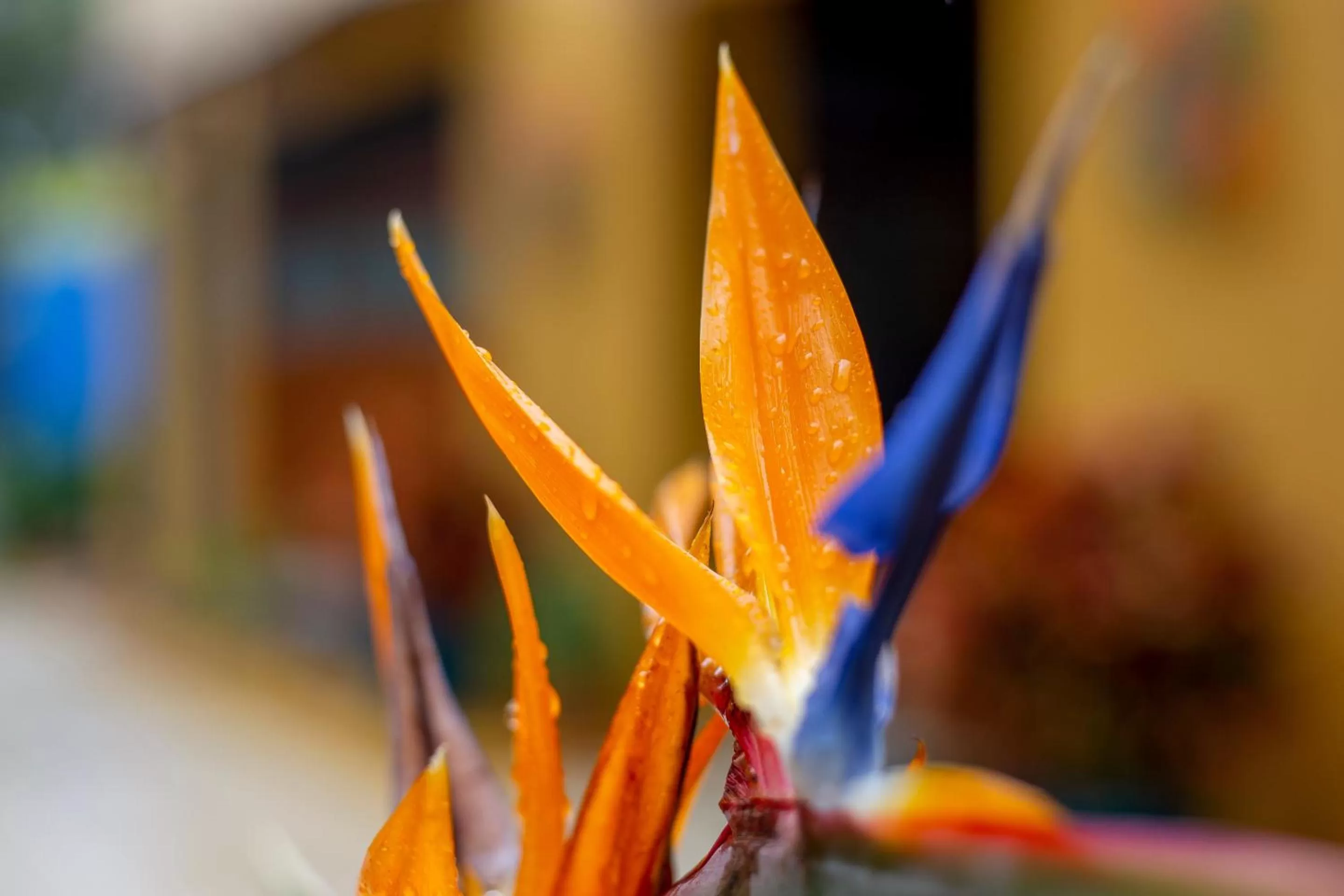 Garden in Xandari Resort & Spa