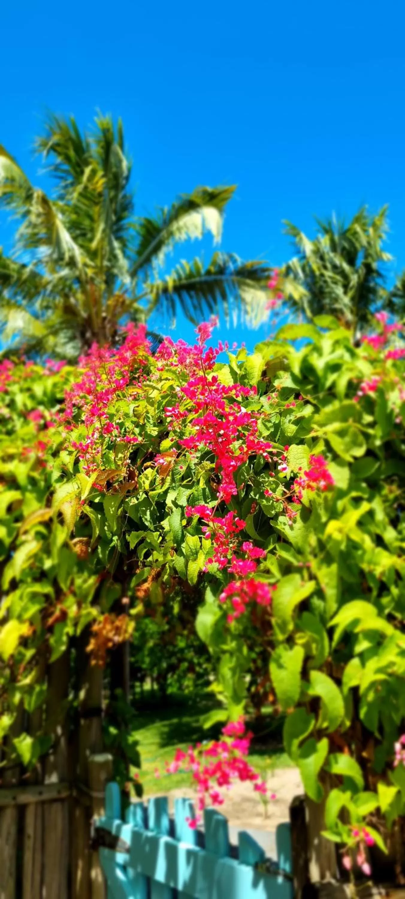 Garden in Pousada Villages Boutique Hotel