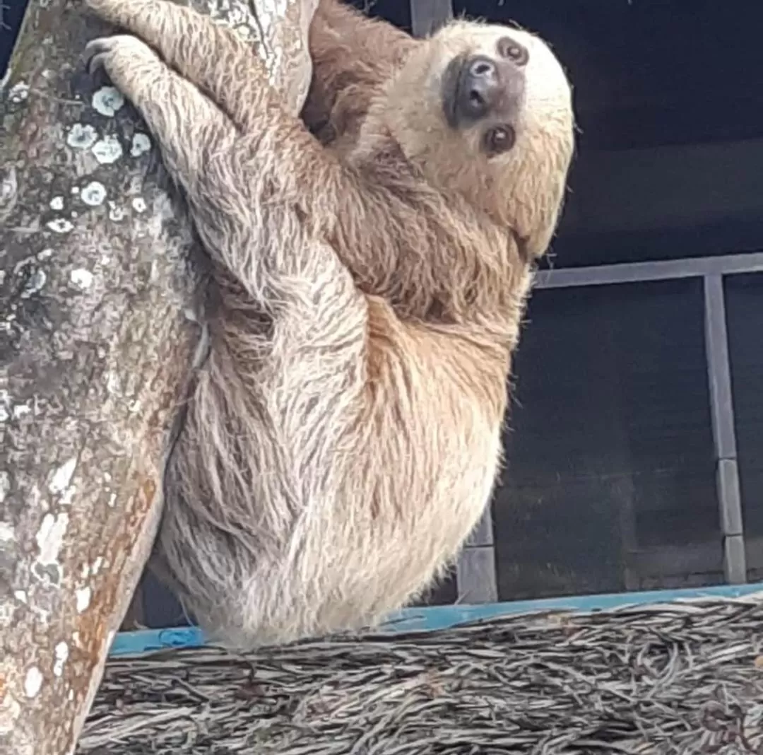 Other Animals in Carmen's place